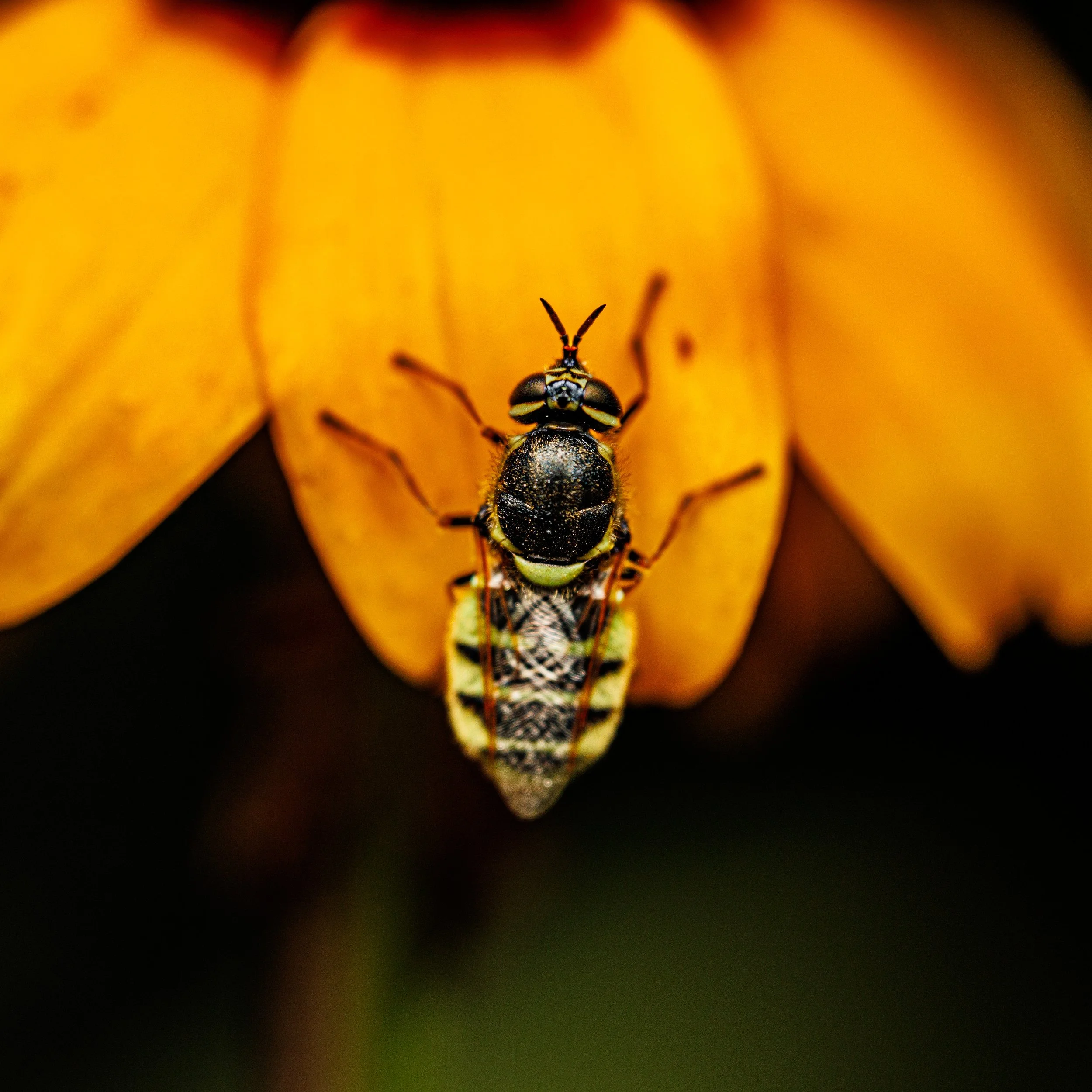 Close-up of a black and yellow soldier fly on an upright prairie cone flower.