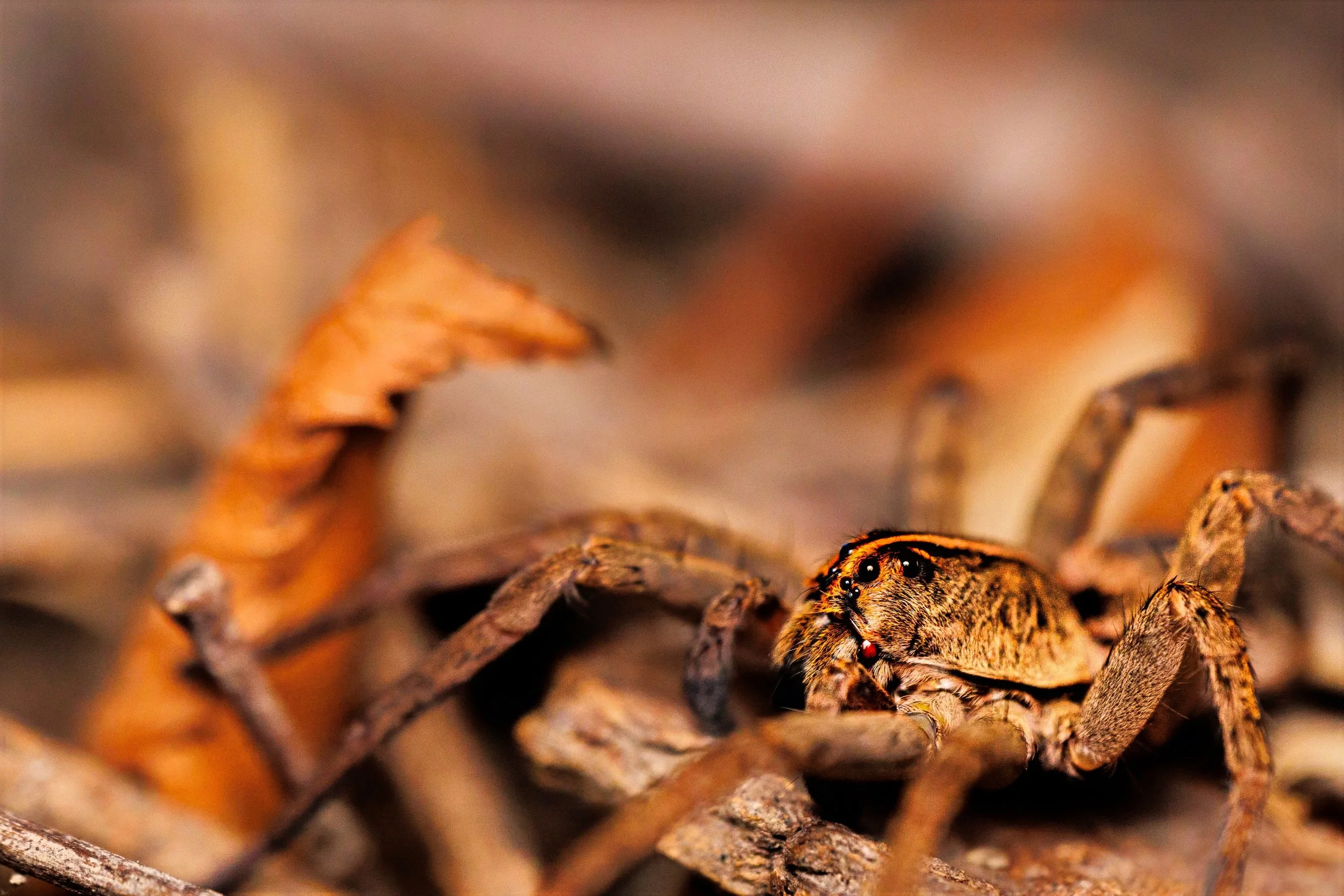 Close-up of a Wolf Spider on a bed of dried leaves and twigs.