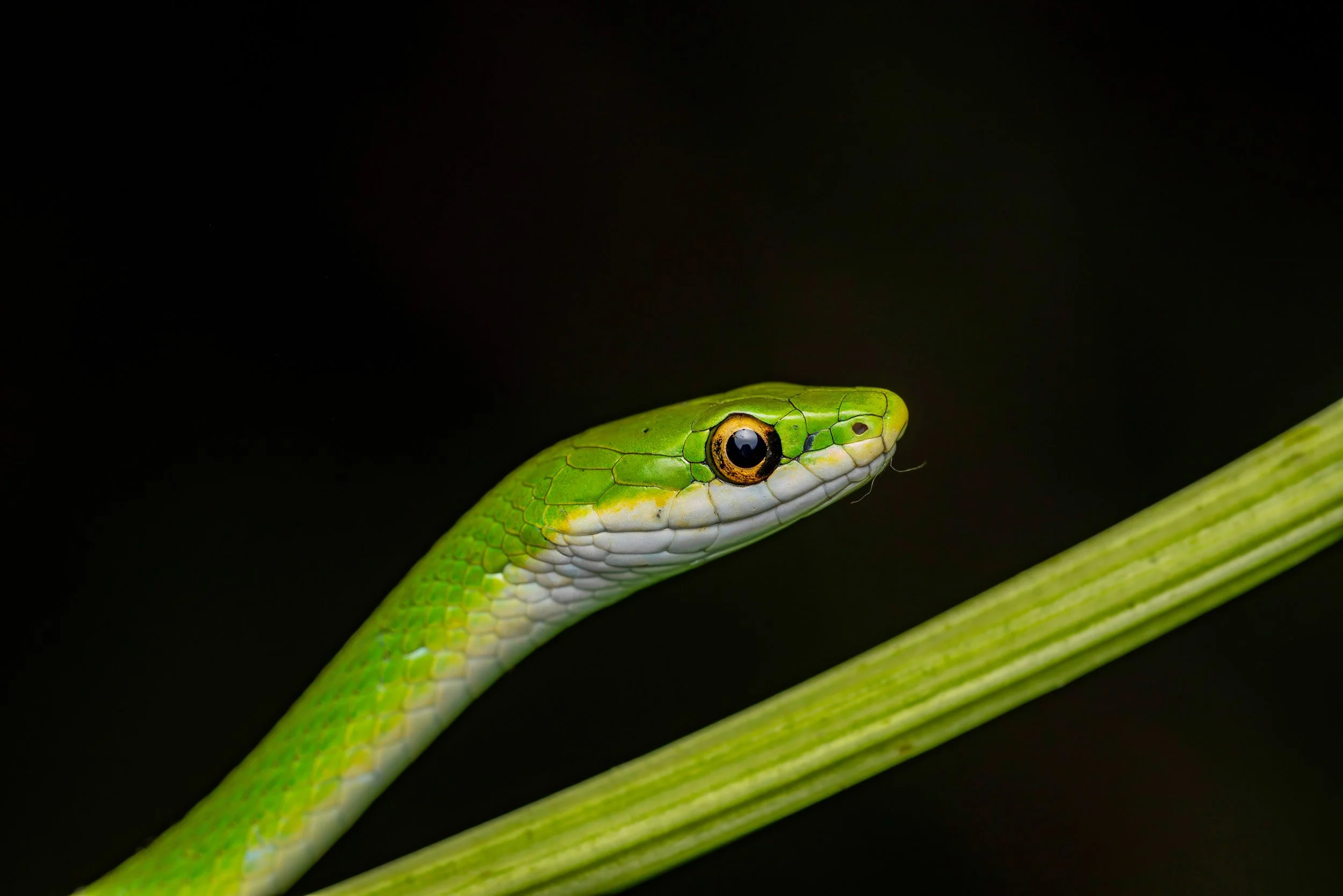 Close-up of a rough greensnake's head and part of its body, with a black background.