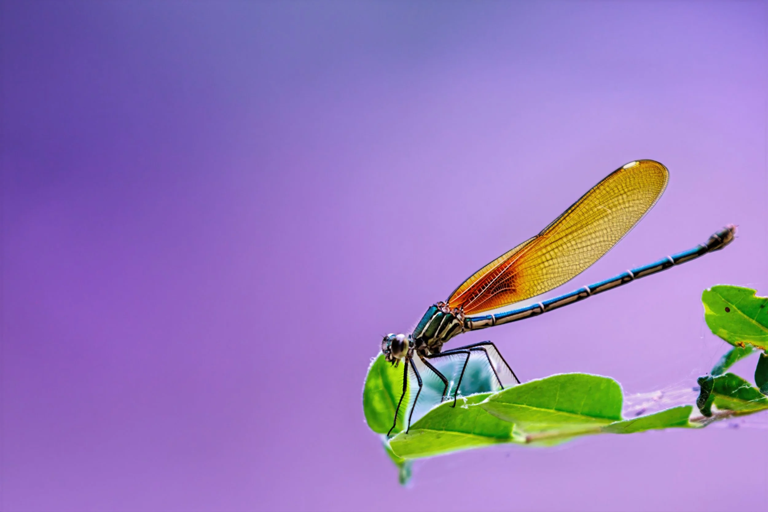 Close-up of an American Rubyspot damselfly perched on a green leaf against a purple background.