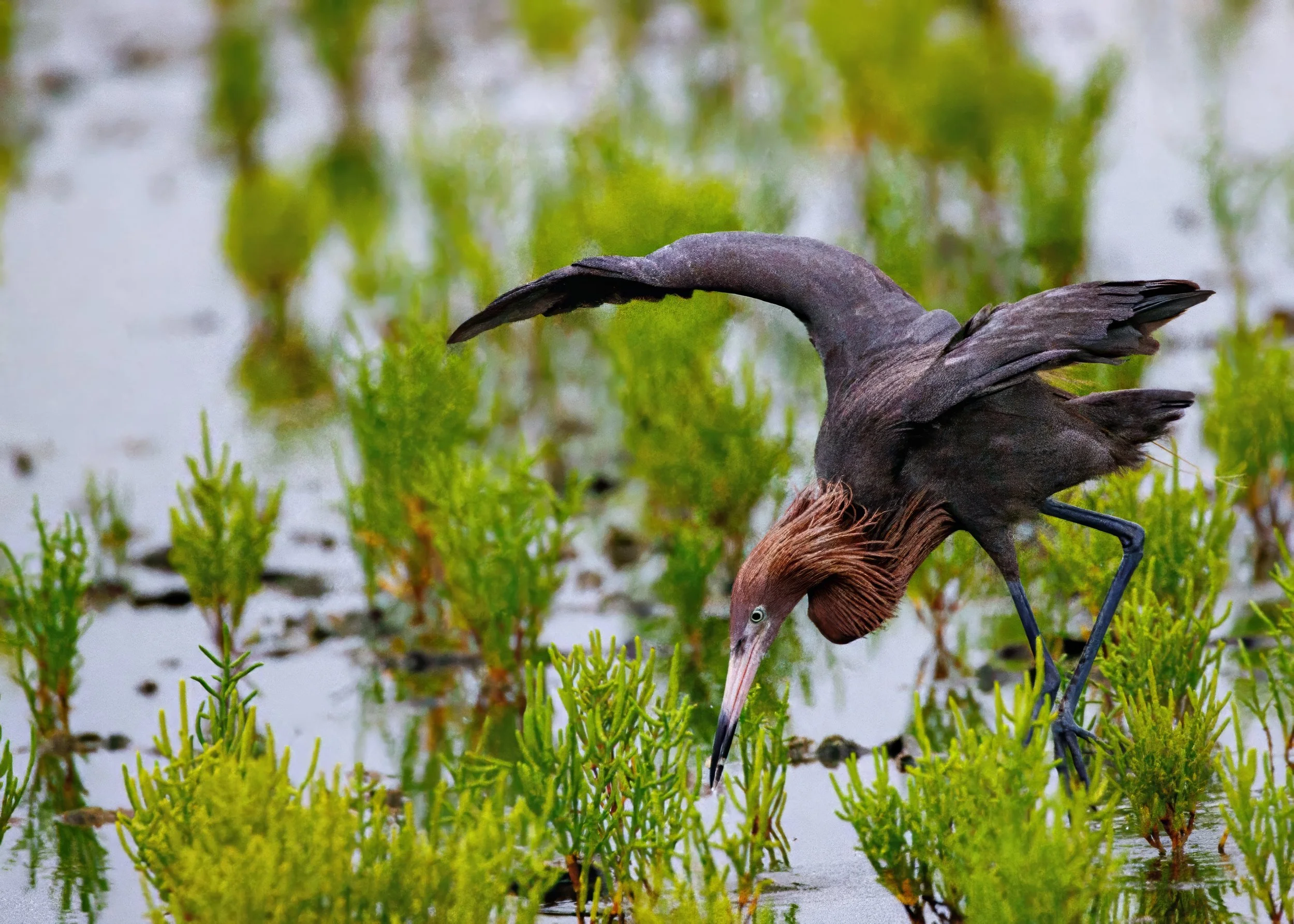 A Reddish Egret wading in a marshy area filled with green plants, with its head bent down and beak touching the water.