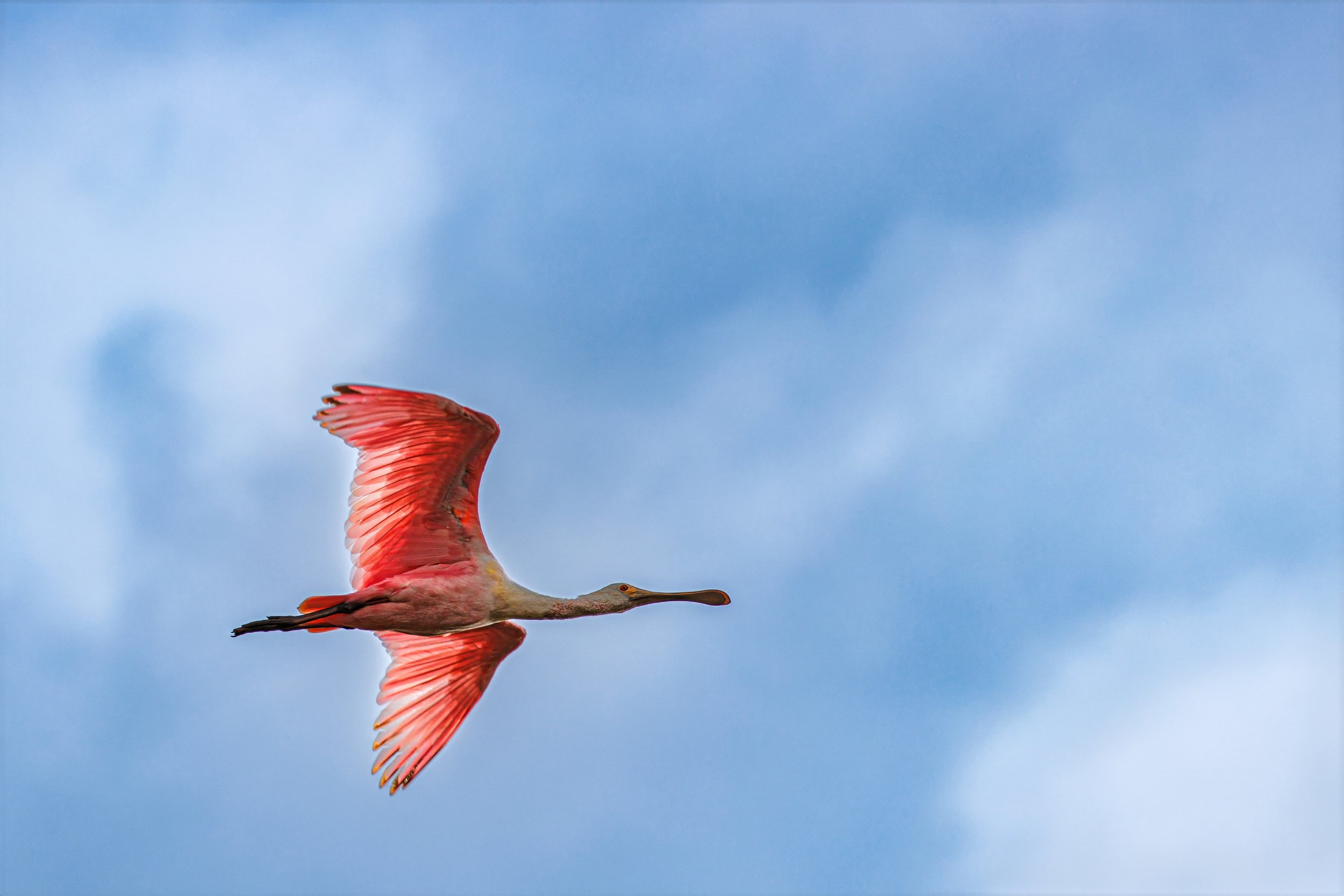 A Roseate Spoonbill soaring through a blue sky with some clouds.