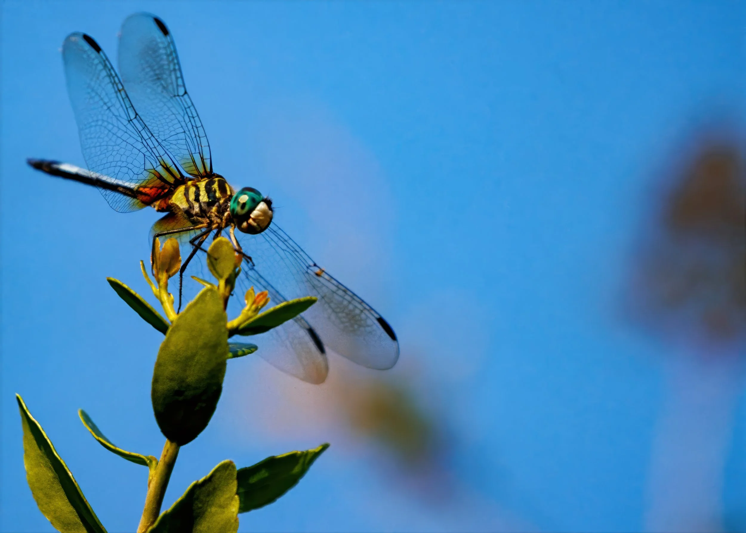 Close-up of a vibrant Blue Dasher dragonfly perched on a green plant against a clear blue sky.