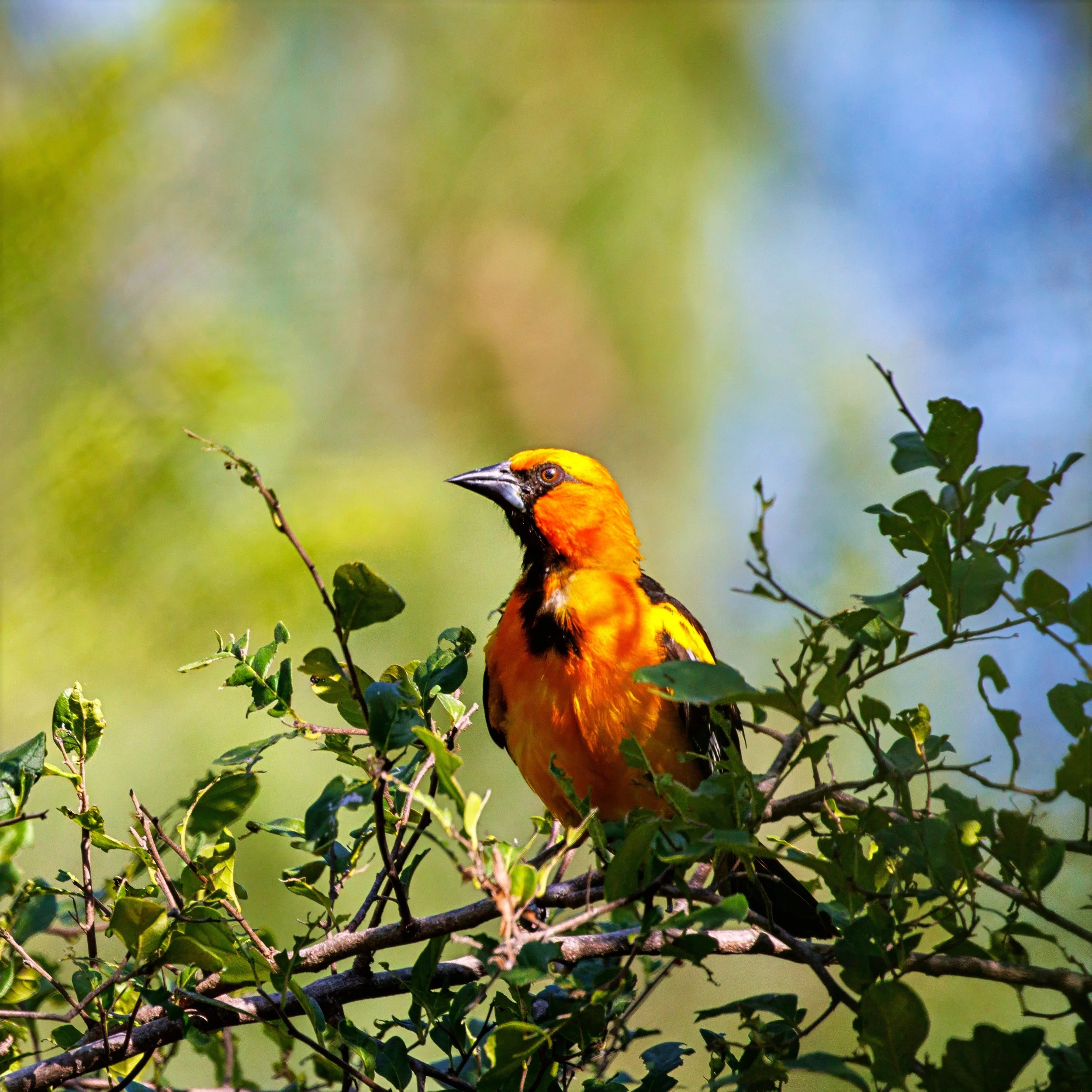 An Altamira's Oriole perched on a leafy branch.
