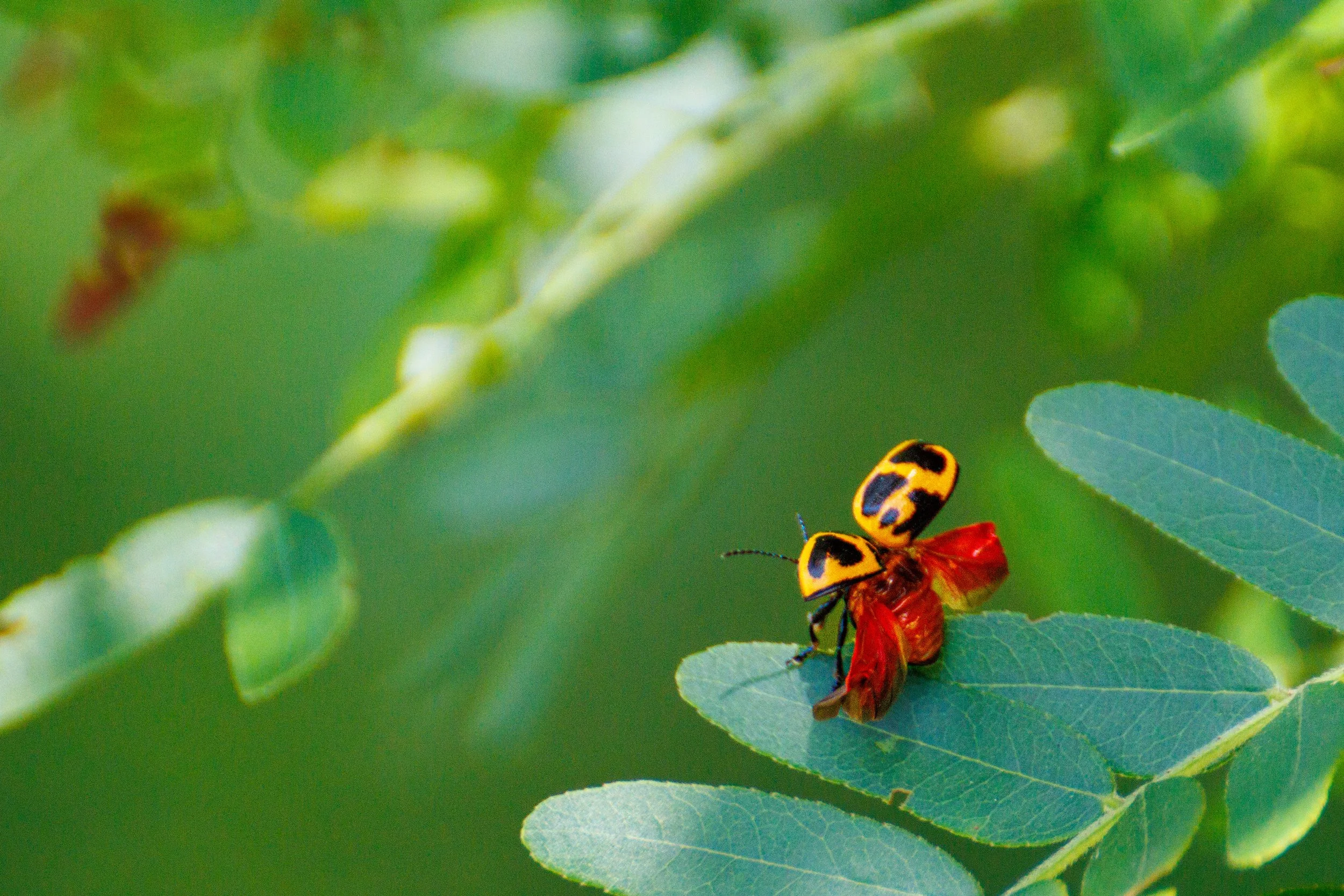 A swamp milkweed beetle on a green leaf with a blurred green background.