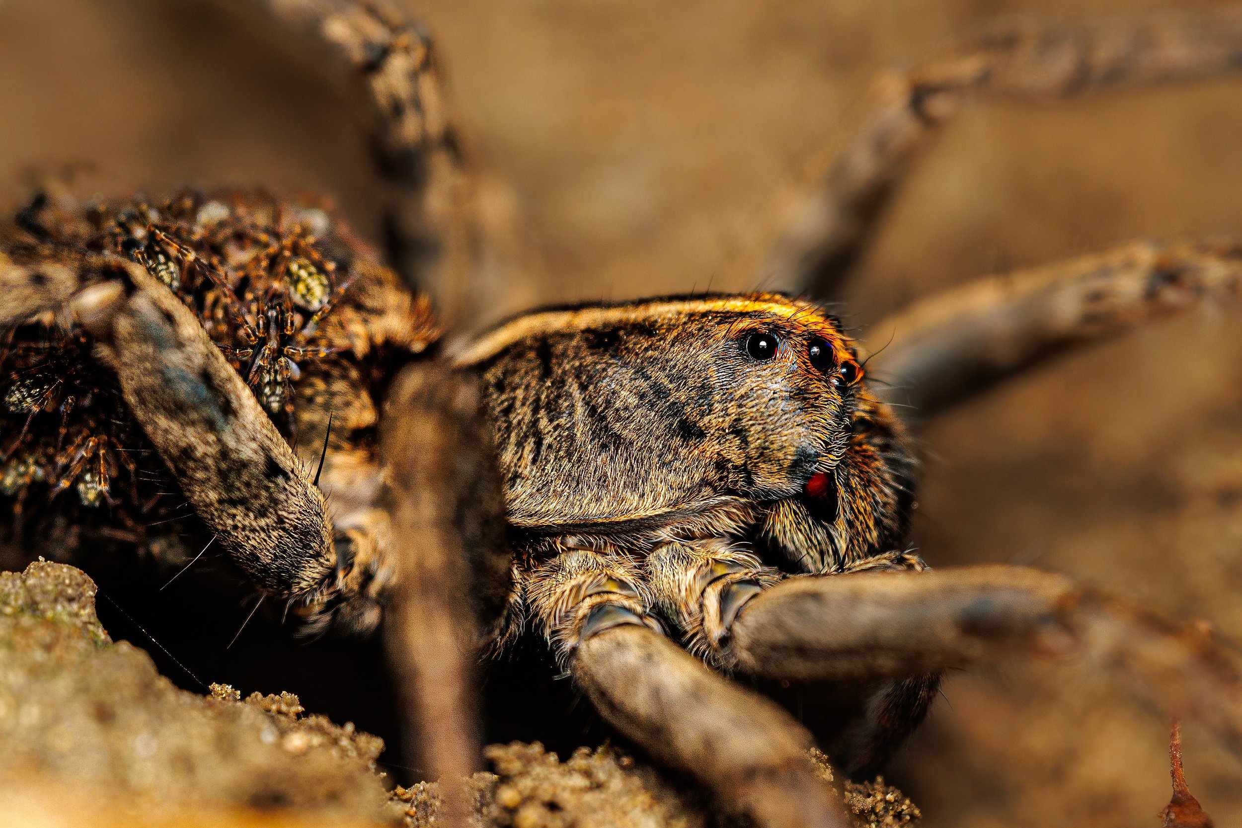 Close-up of a female Wolf Spider with a babies on its abdomen, surrounded by soil and small rocks.