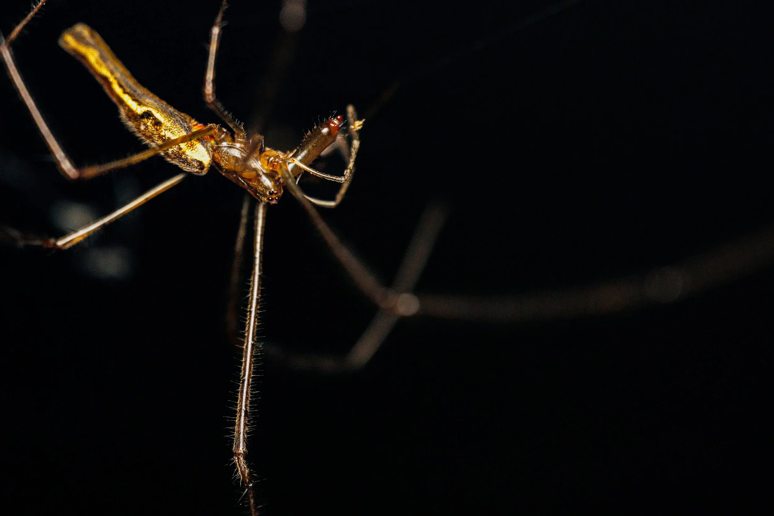 Close-up of a Long-jawed Orbweaver Spider catching or feeding on an insect in the dark.