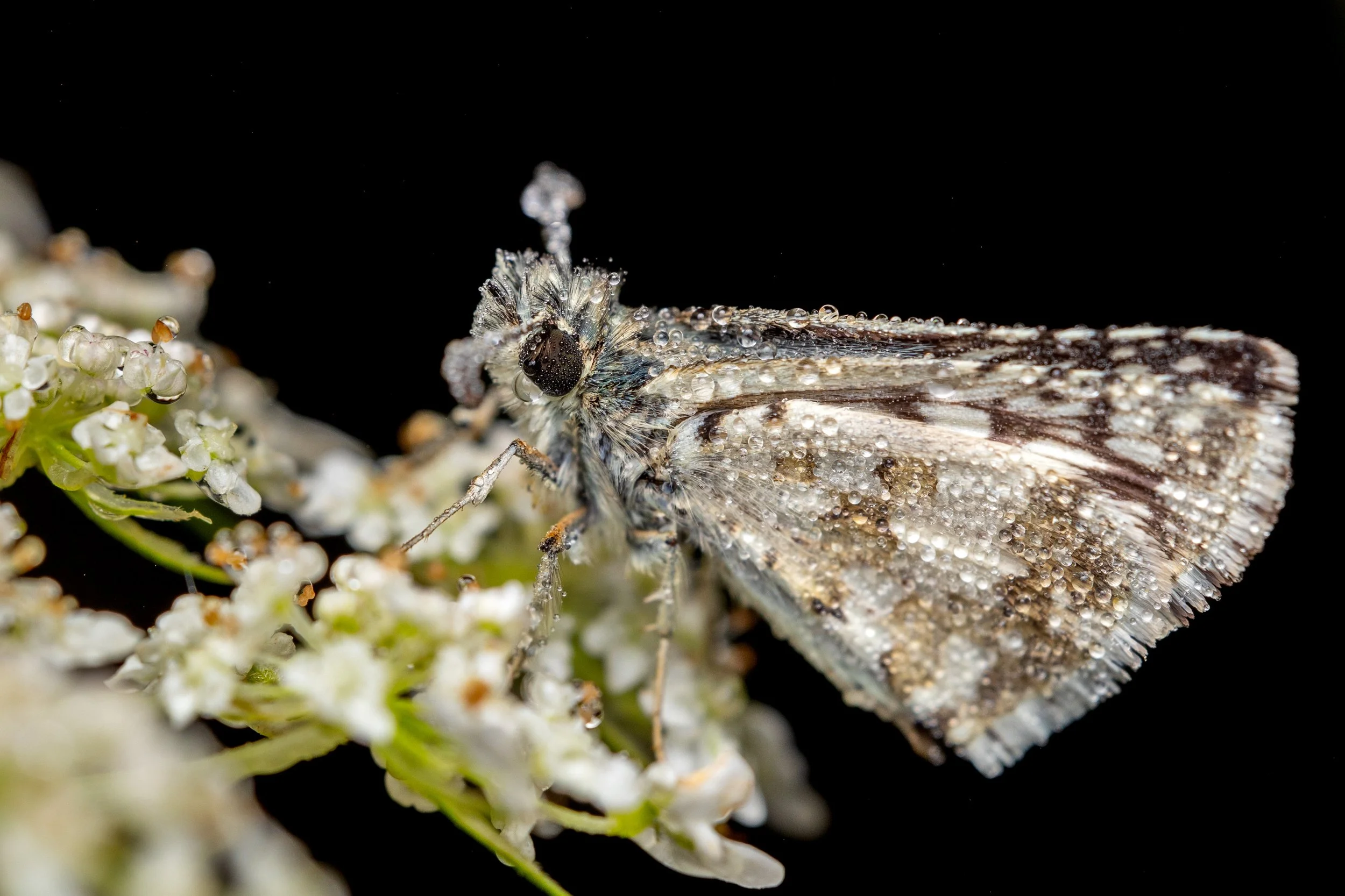 Close-up of a small butterfly covered in water droplets, perched on white flowers with a black background.