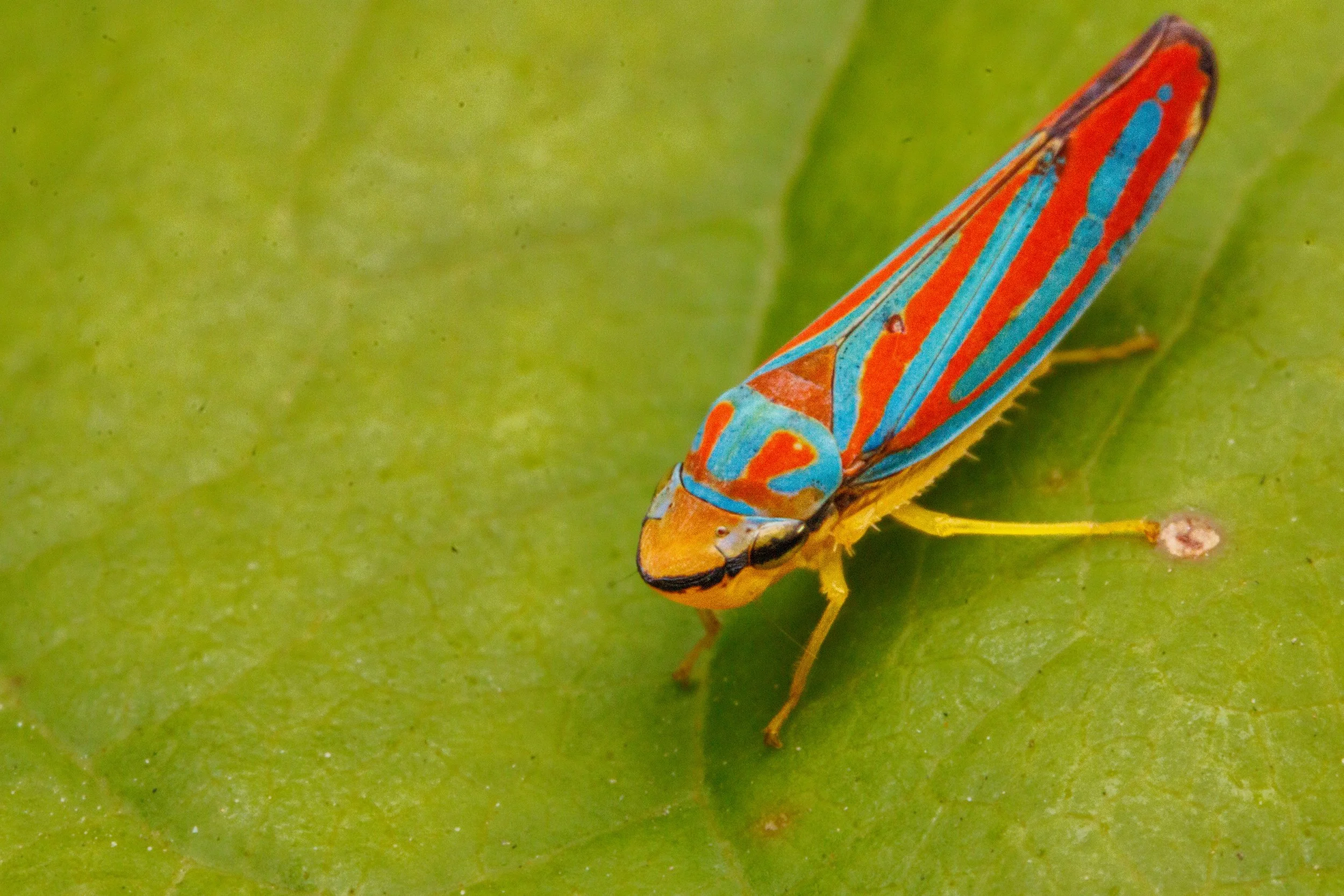Colorful leafhopper bug with blue and red markings on a green leaf.