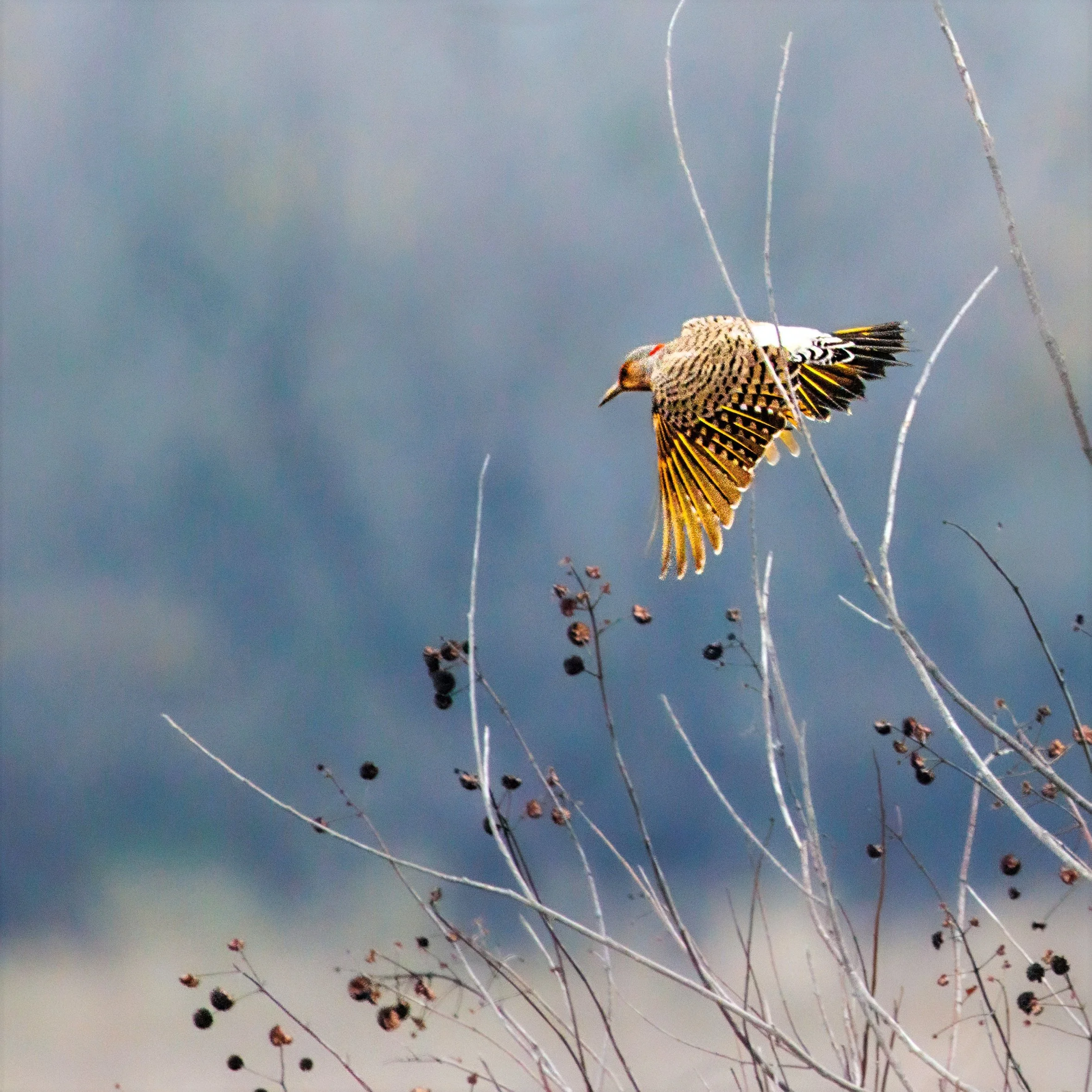 A bird in flight among leafless branches with dark berries against a blurred sky background.