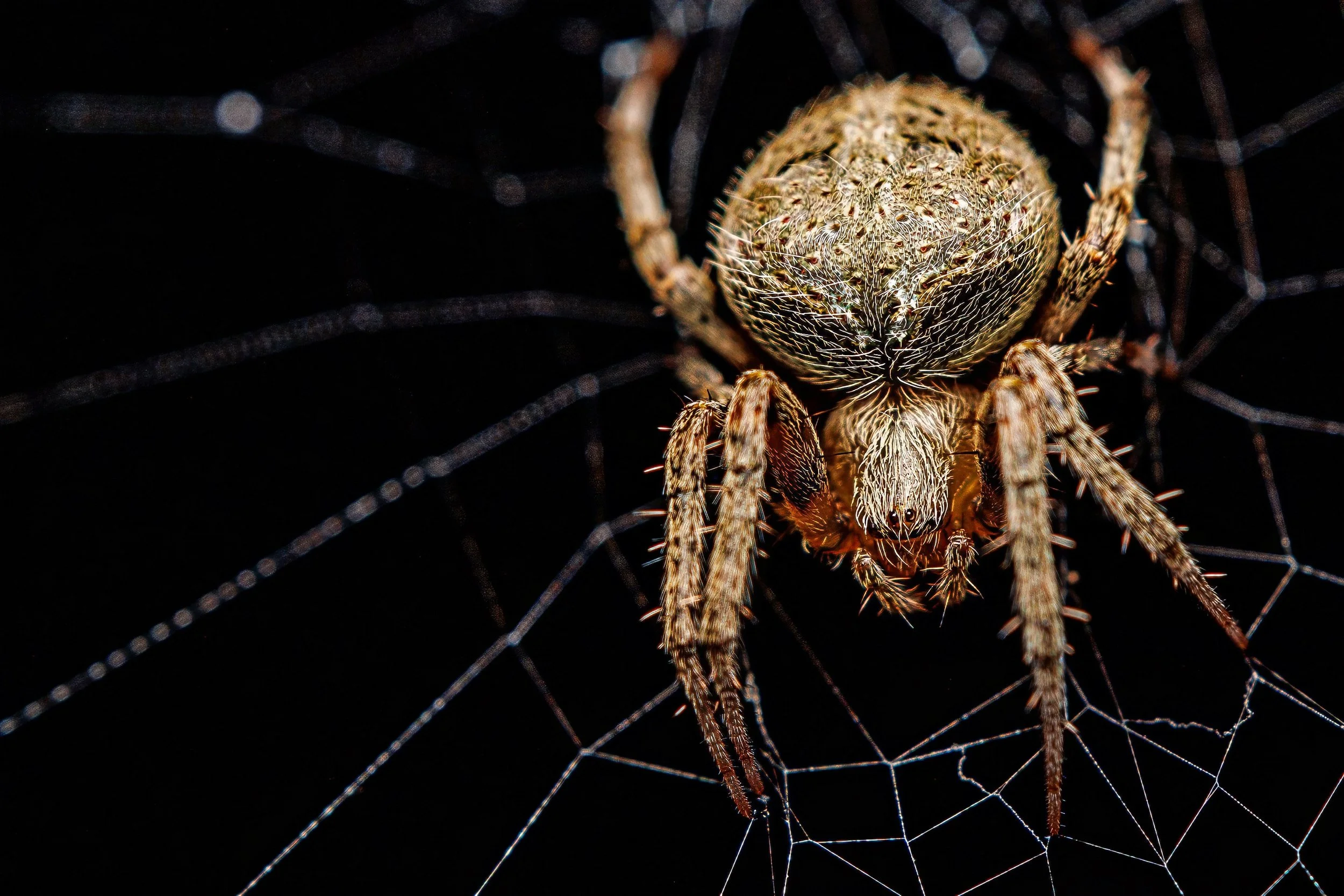 Close-up of a spider on its web against a dark background.