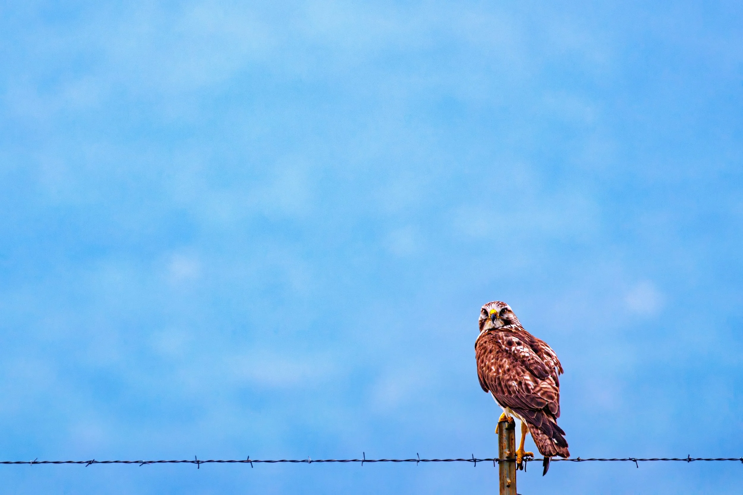A hawk perched on a barbed wire fence against a cloudy blue sky.