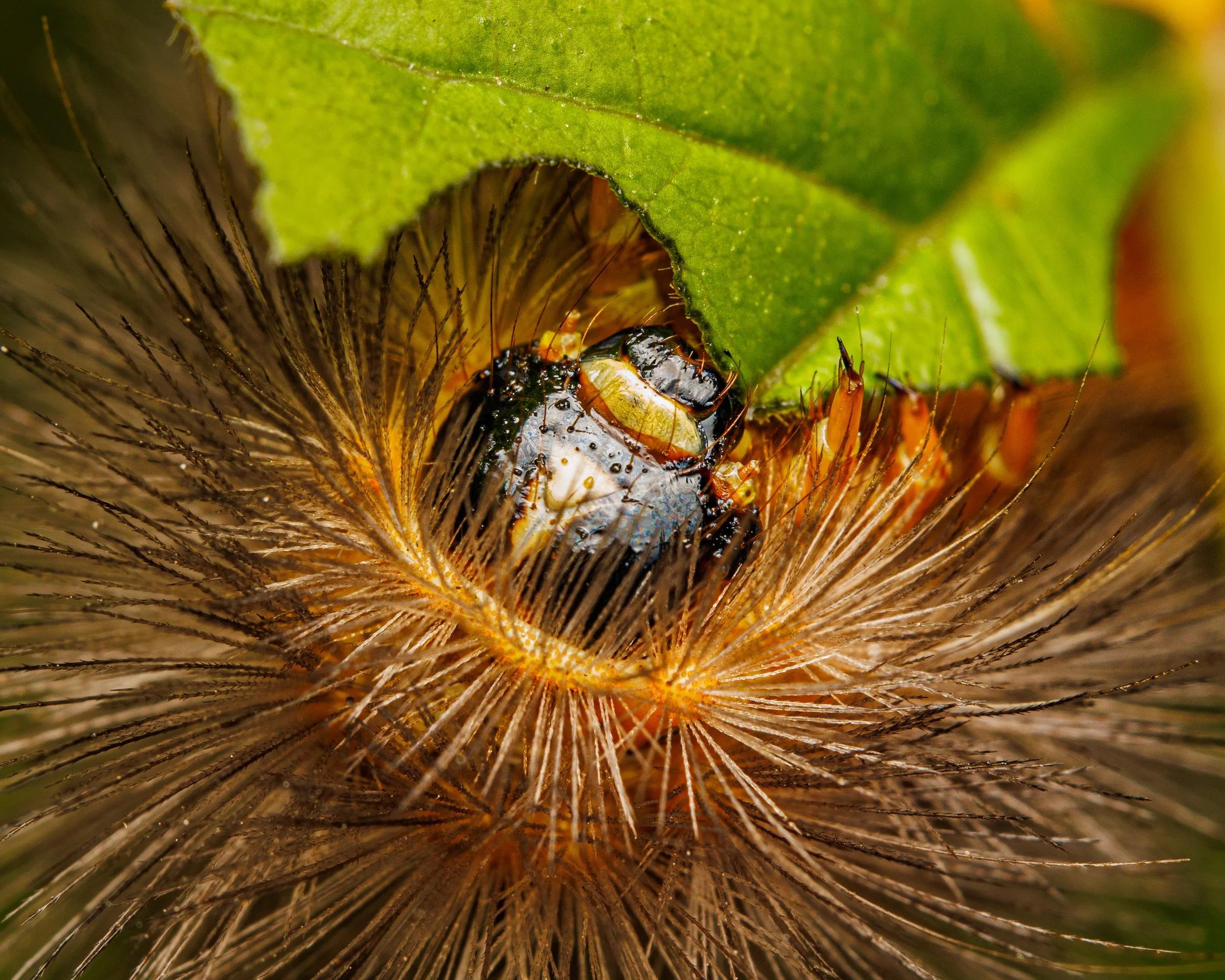 A close-up of a Woolly Bear Caterpillar, eating a green leaf.