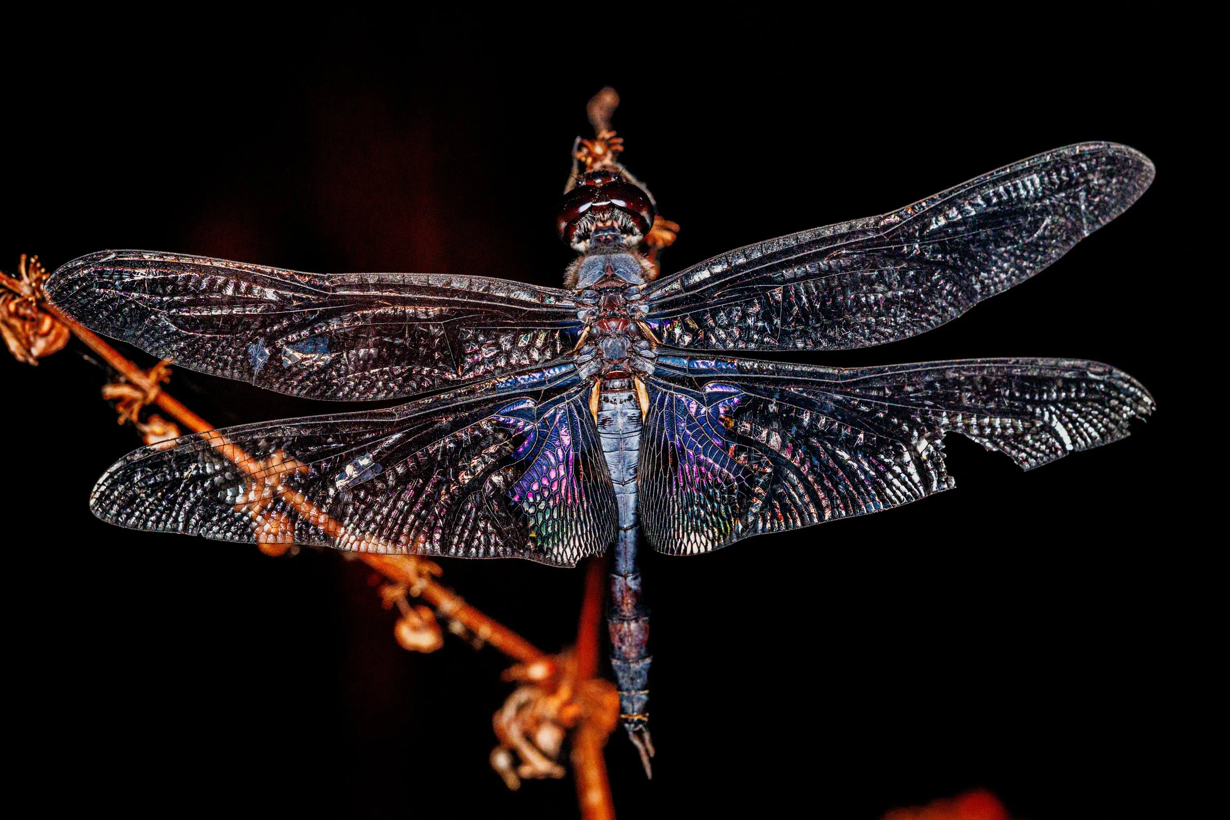 Close-up of a dragonfly with iridescent wings perched on a thin twig against a black background.