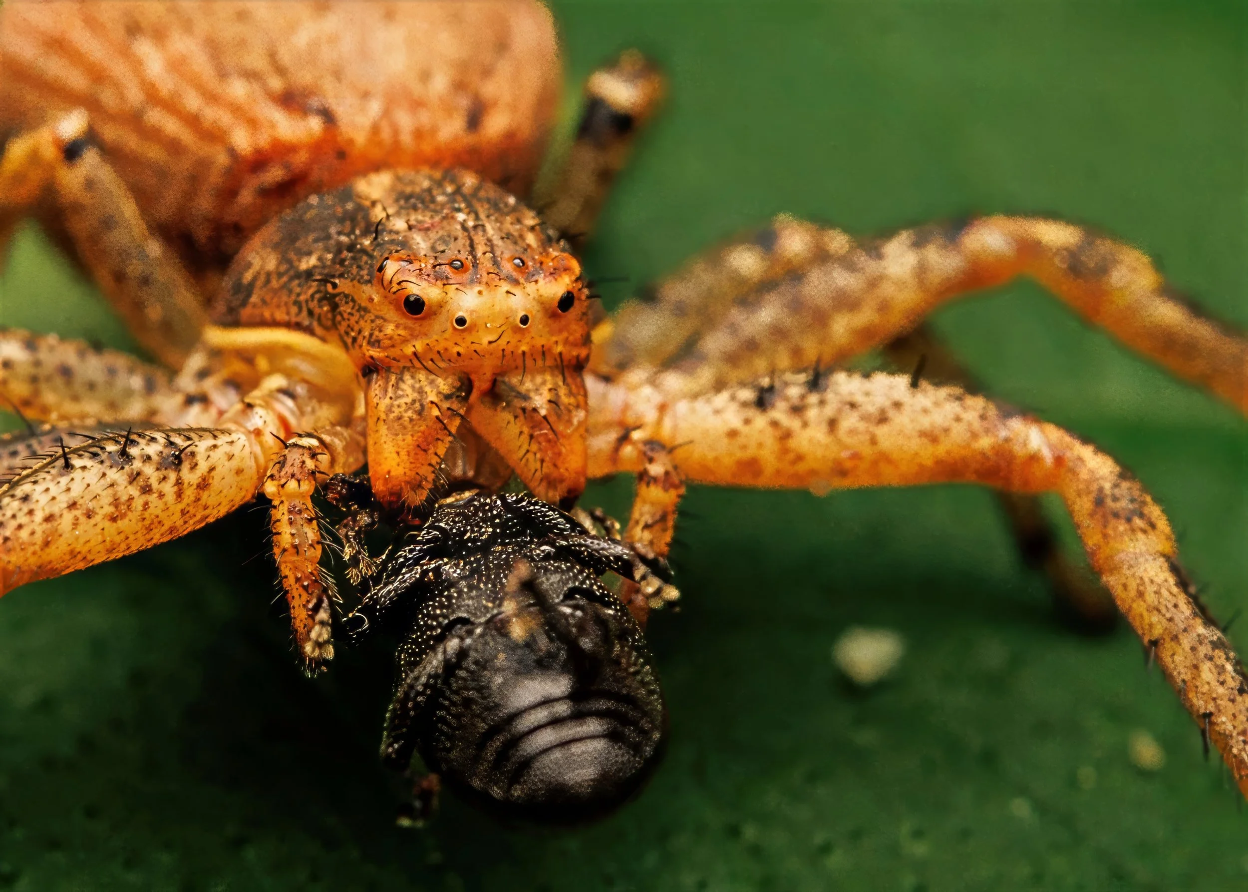 Crab Spider-gigapixel 5x7 pc-high fidelity v2-2100w-topaz-sharpen-denoise-lighting-upscale-2x.jpg