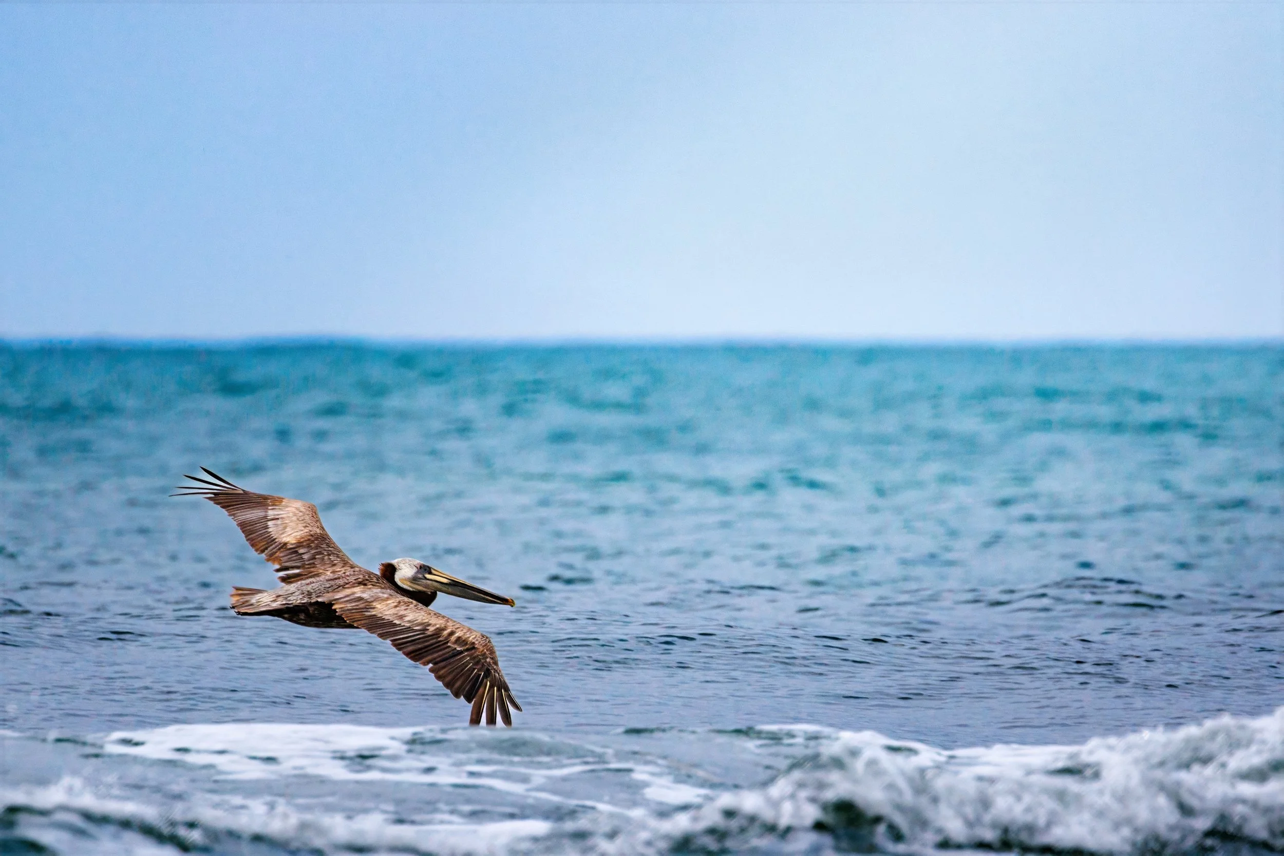 A Brown Pelican flying low over the ocean waves with a blue sky in the background.