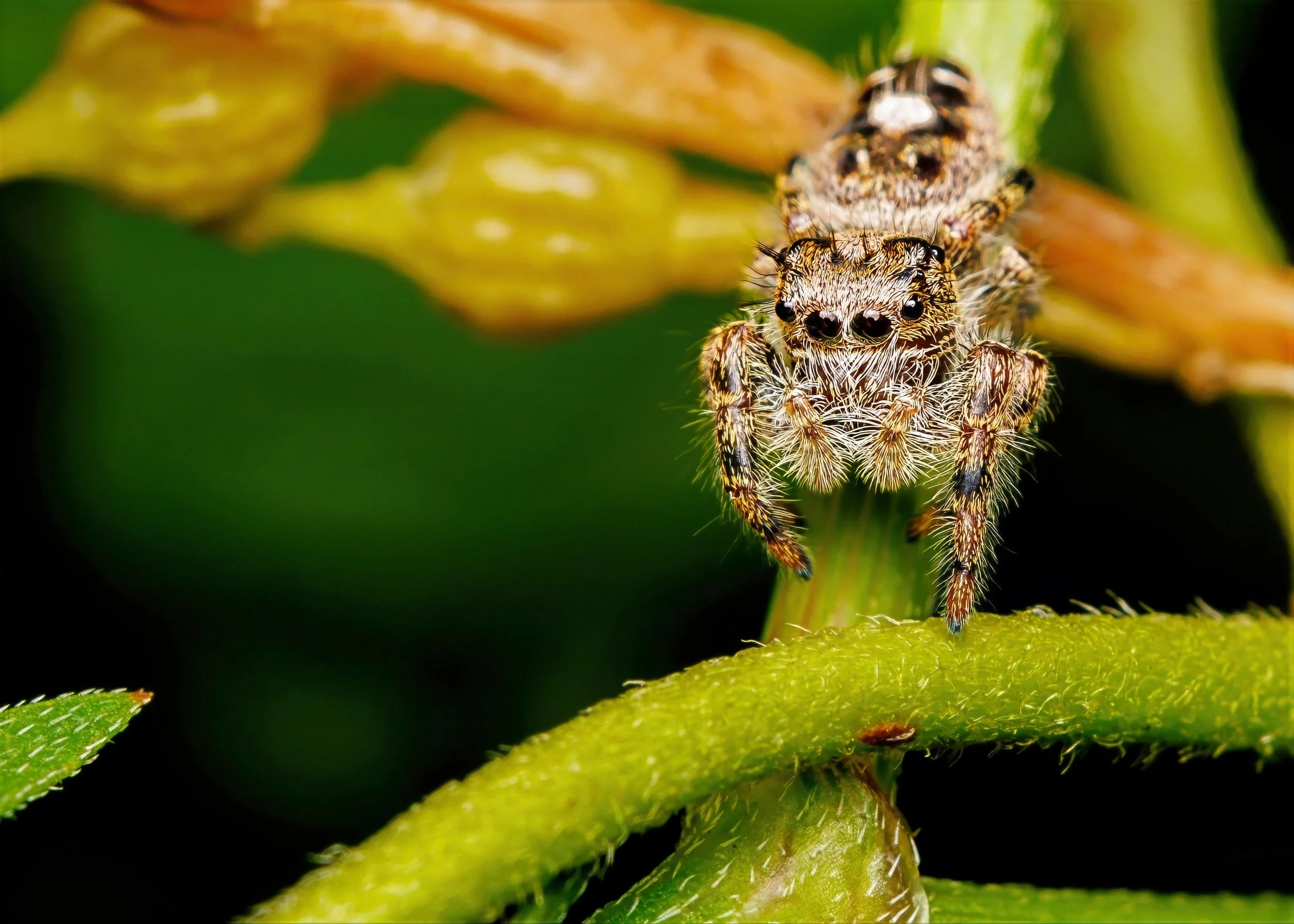 Putnam's Jumpinng Spider-gigapixel 5x7 pc-high fidelity v2-2100w-topaz-sharpen-denoise-lighting-upscale-2x.jpg