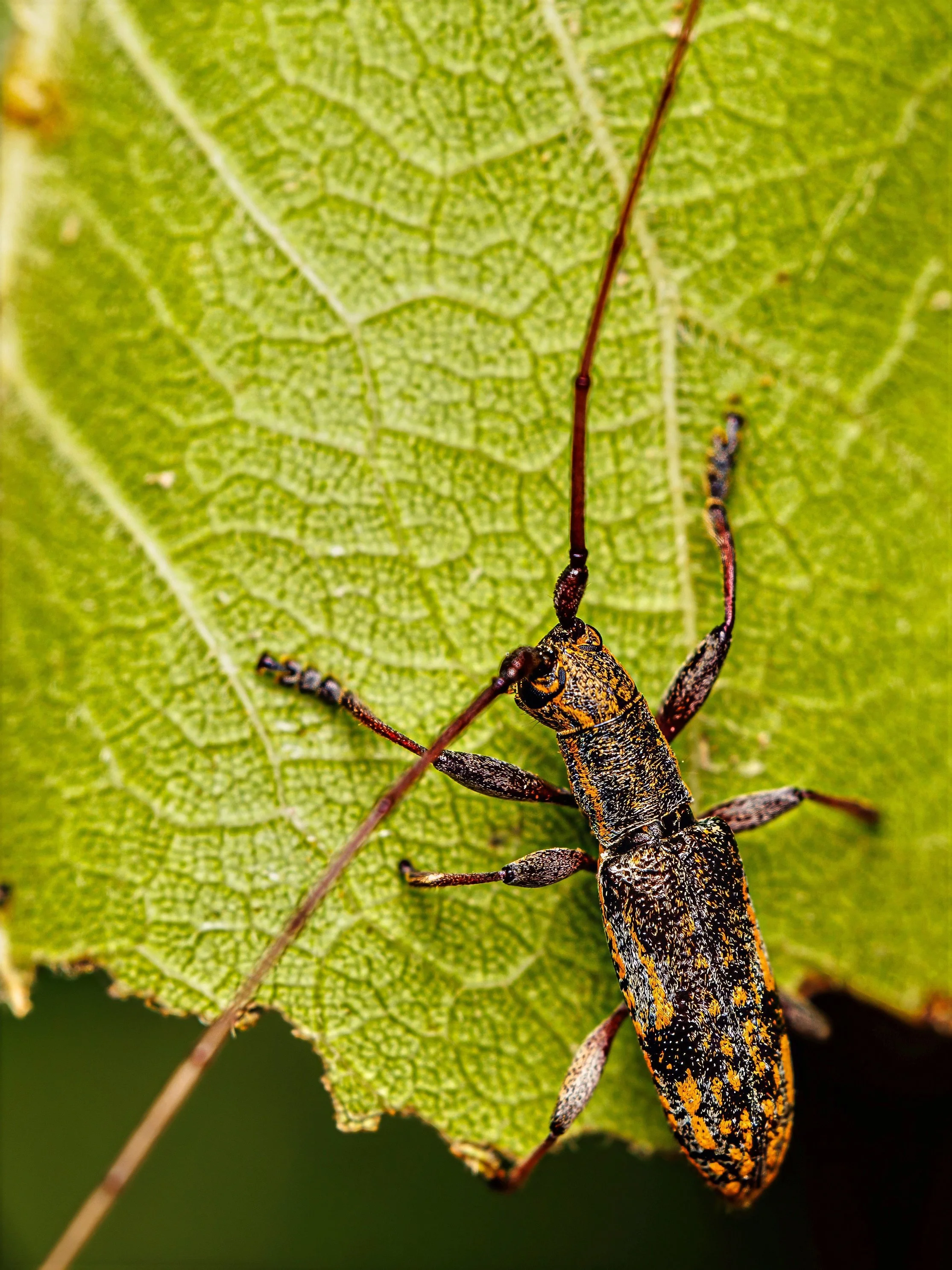 Close-up of a small insect with black and yellow markings on a green leaf with detailed vein structure.