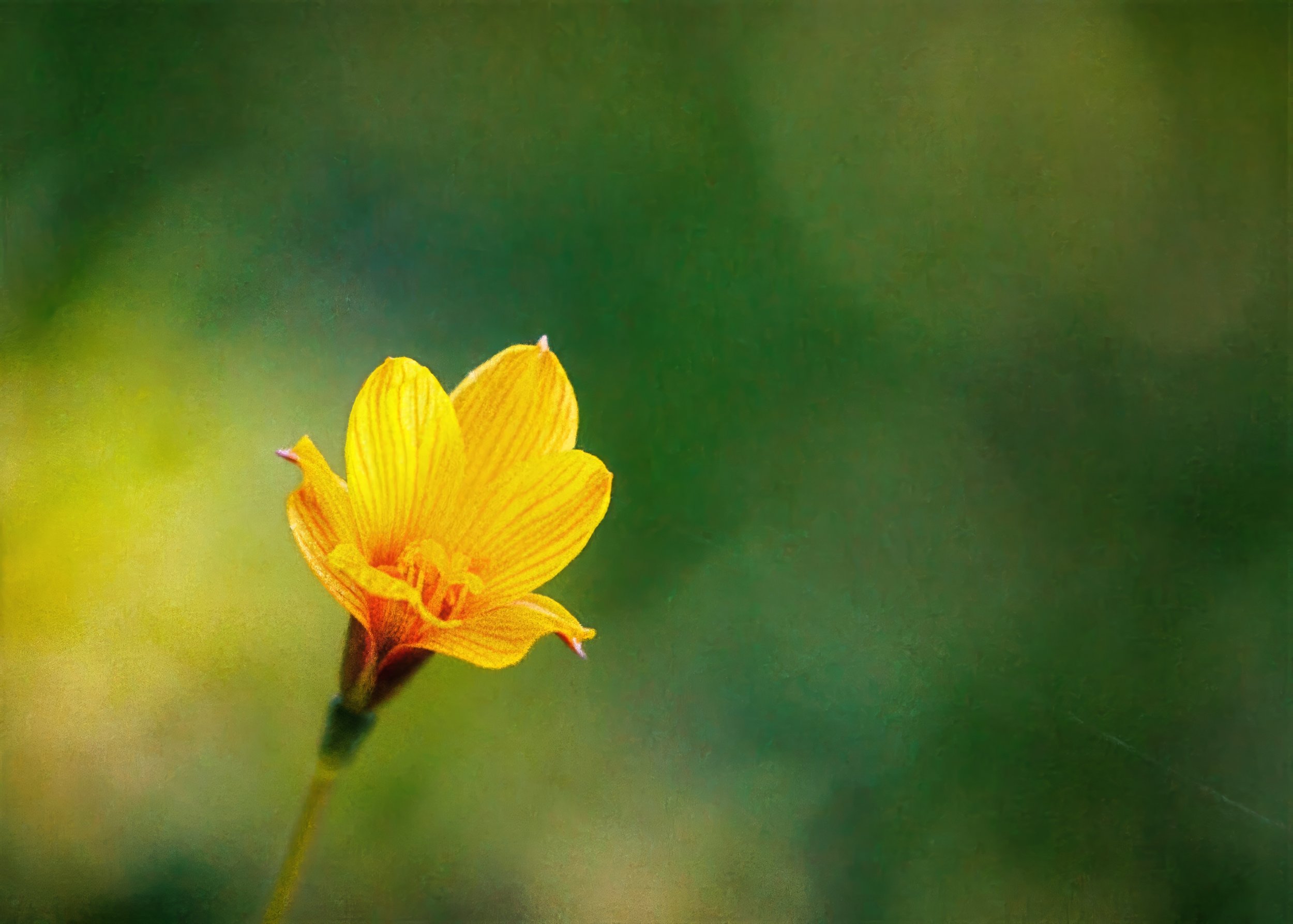 Rio Grande Copper Lilly-gigapixel 5x7 pc-high fidelity v2-2100w-topaz-denoise-lighting-upscale-2x.jpg