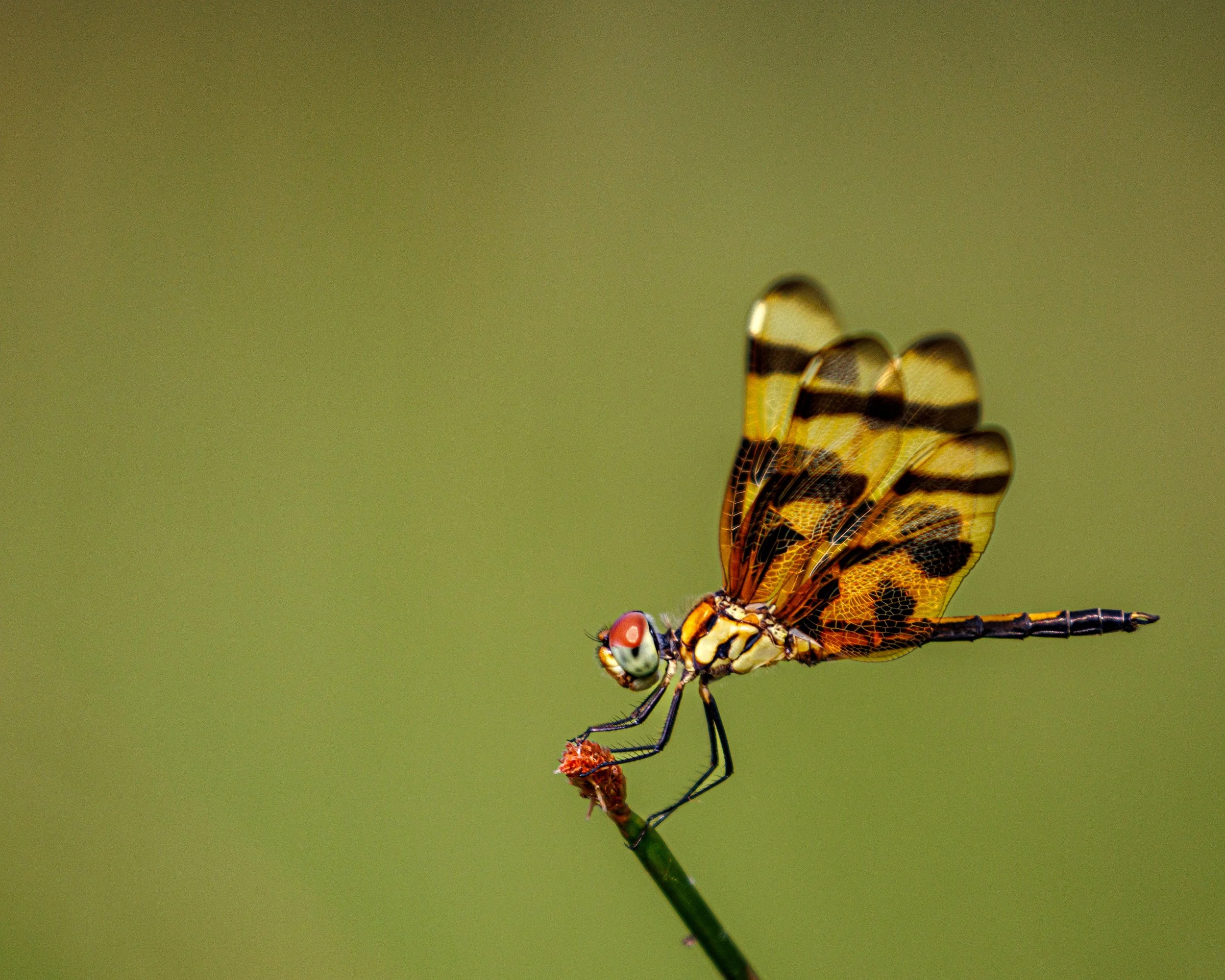 A close-up of a Halloween Pennant Dragonfly with red eyes, perched on the tip of a thin green plant stem.