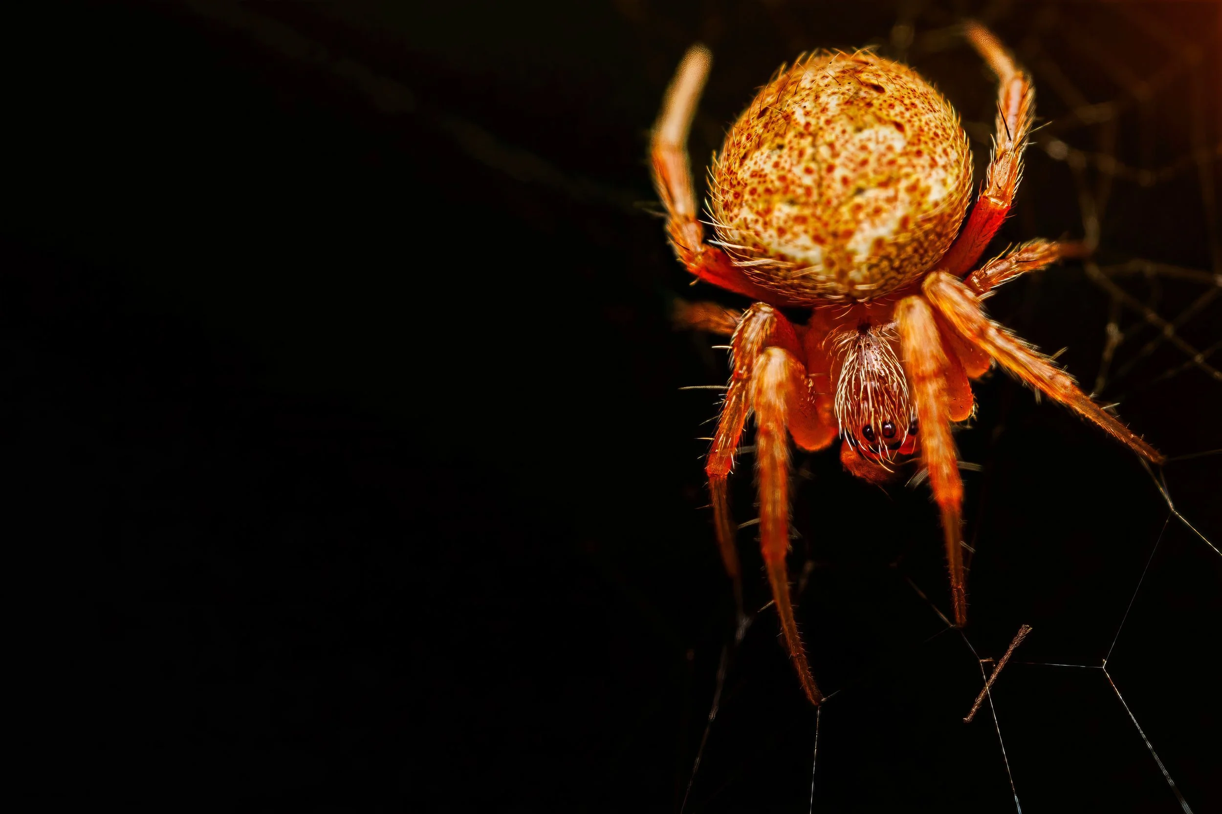 Close-up of an orange spider with a spherical abdomen, on a web against a dark background.