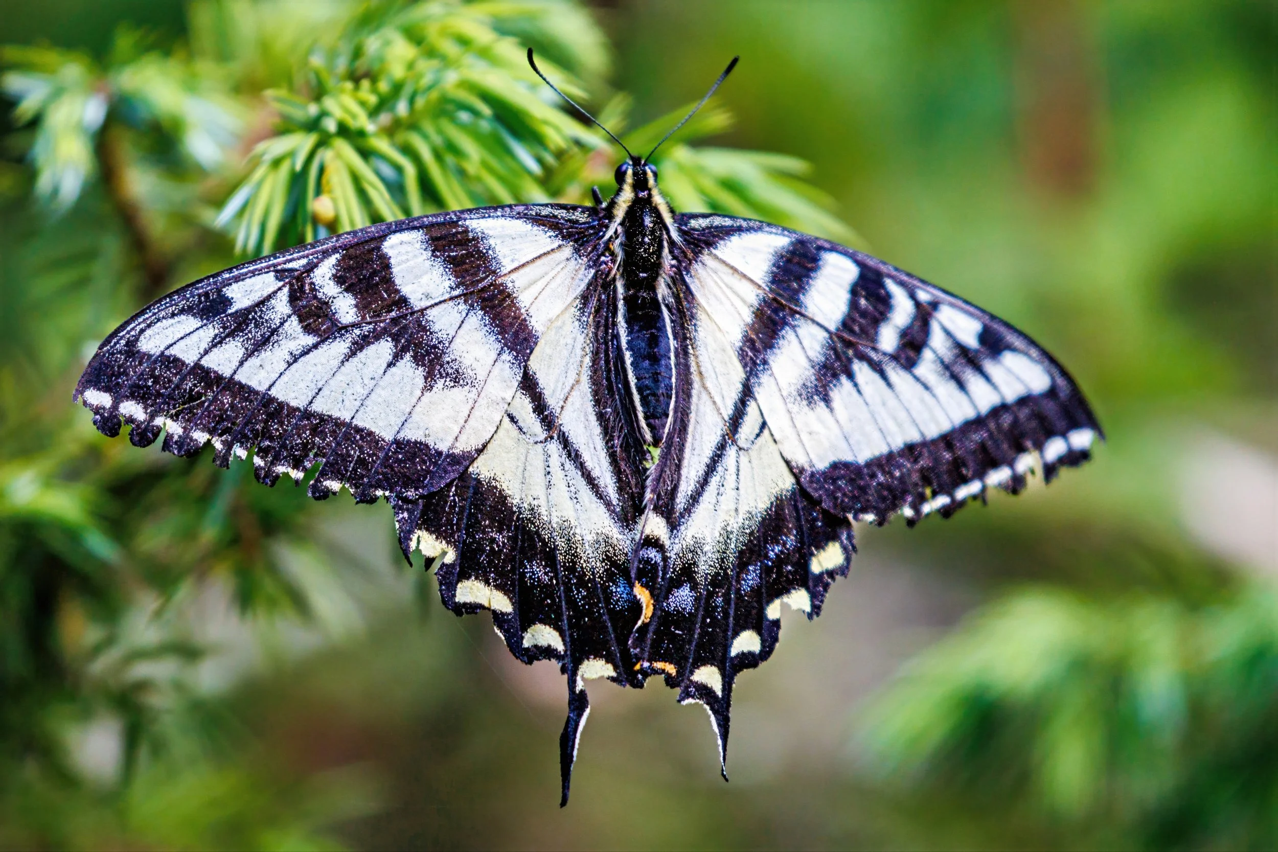 Close-up of a black and white butterfly with intricate wing patterns, perched on green foliage.