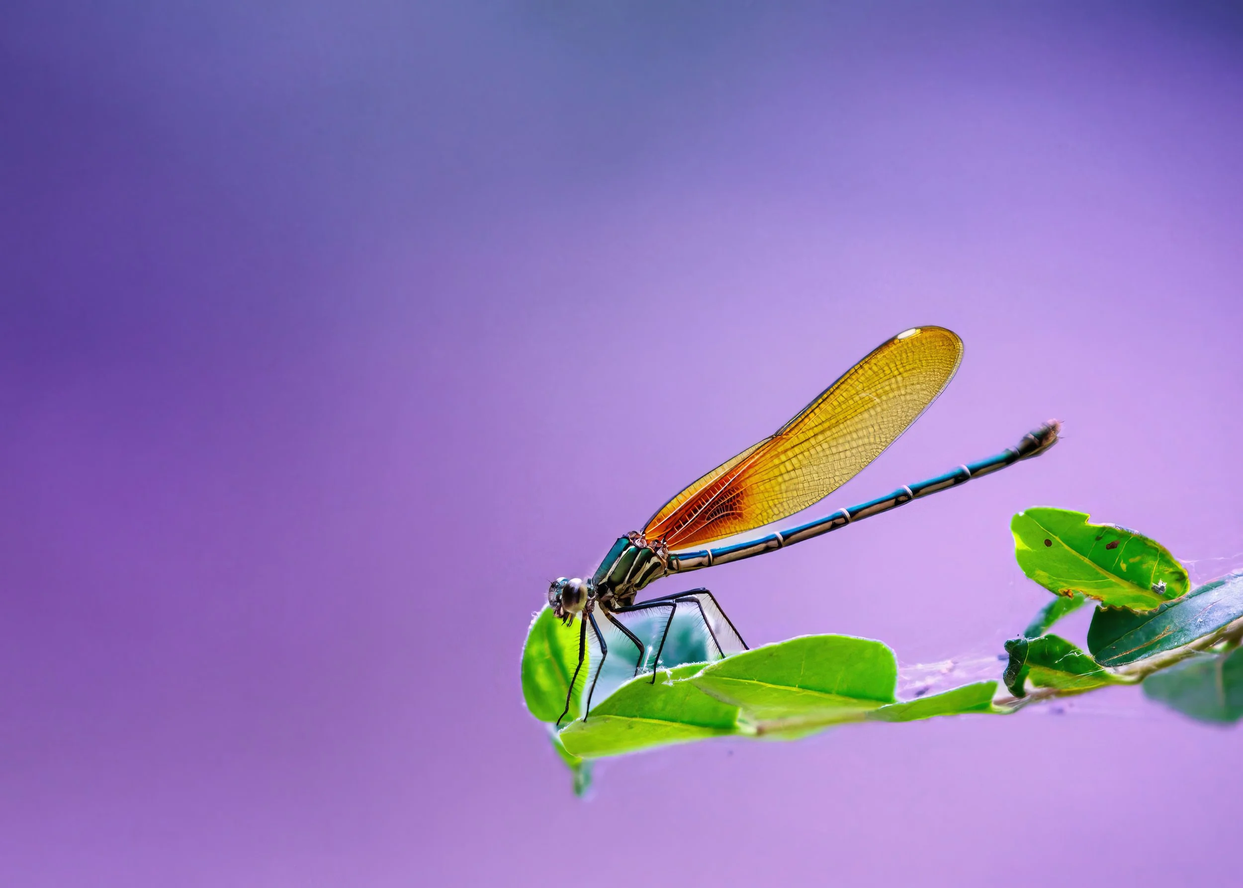 Close-up of an American Rubyspot damselfly perched on a green leaf against a blurred purple background.