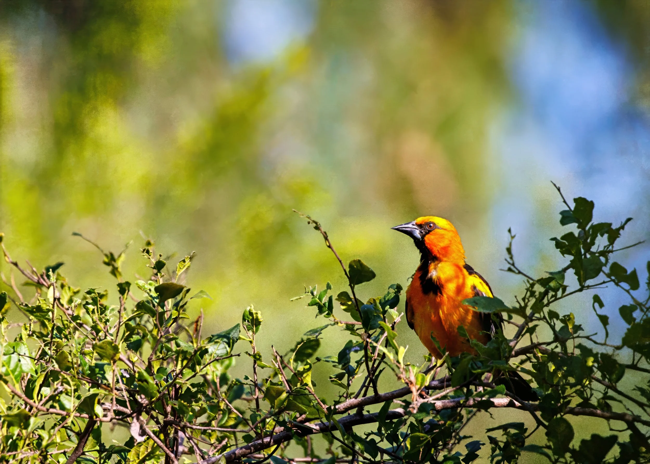 An Altamira's Oriole perched on a leafy branch against a blurred green and blue background.