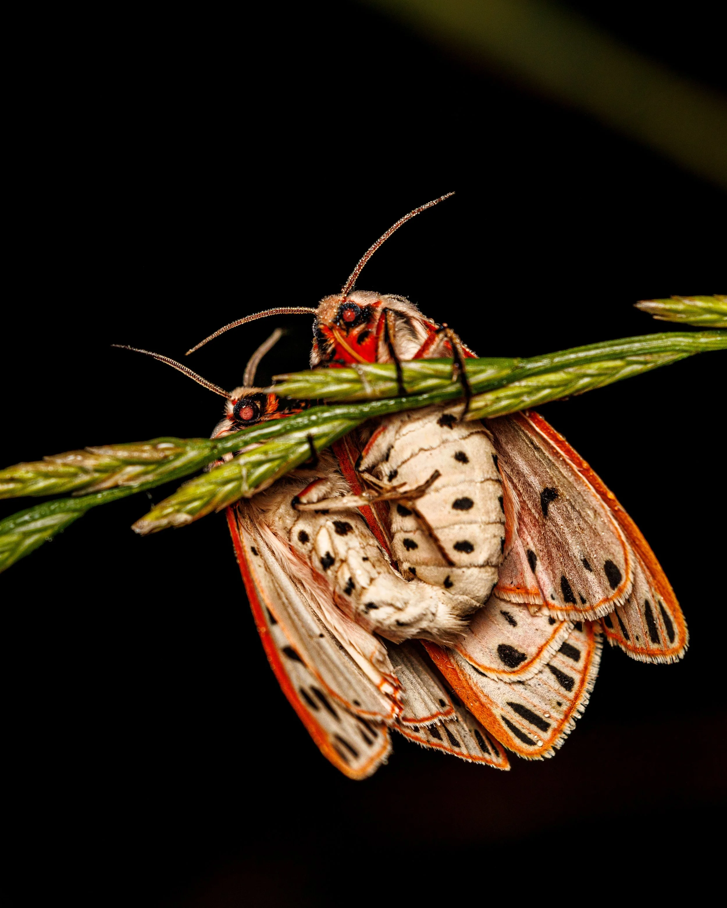 Close-up of a two Arge Moths on a green plant stem against a black background.