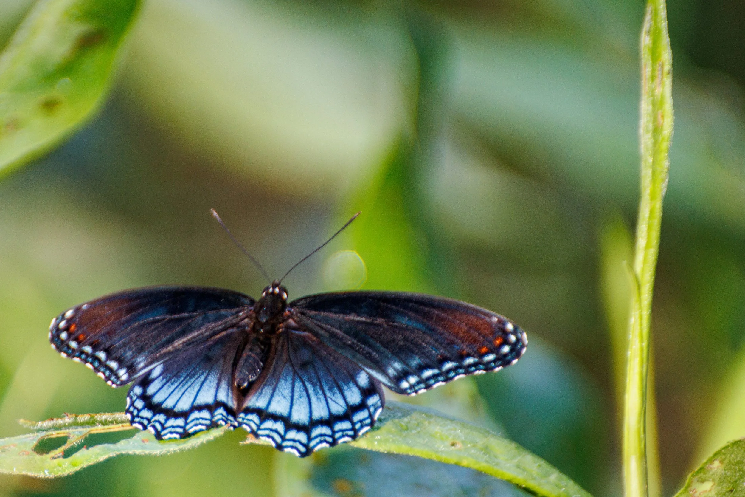 Close-up of a butterfly perched on a green leaf with blurred green background.