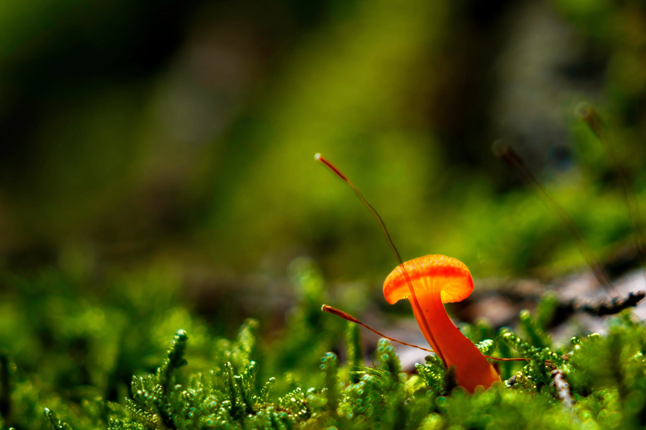 Close-up of a small orange mushroom growing among green moss in a forest.