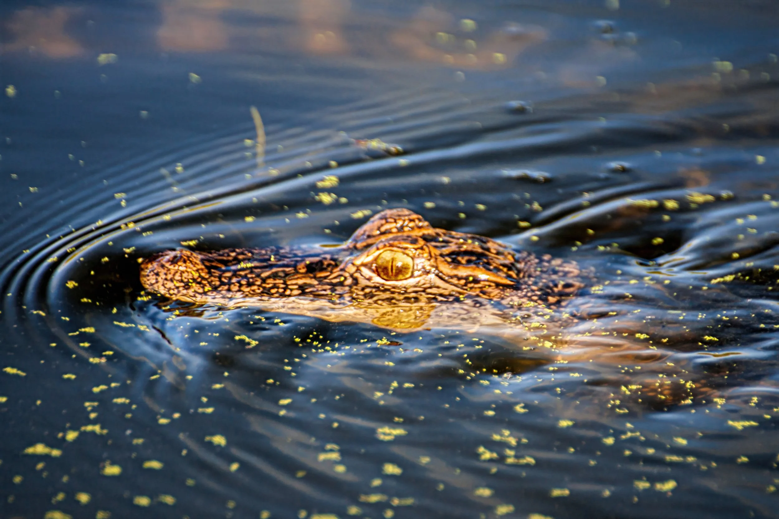 An American Alligator partially submerged in water with only its eyes and snout visible, surrounded by small floating plants or algae.