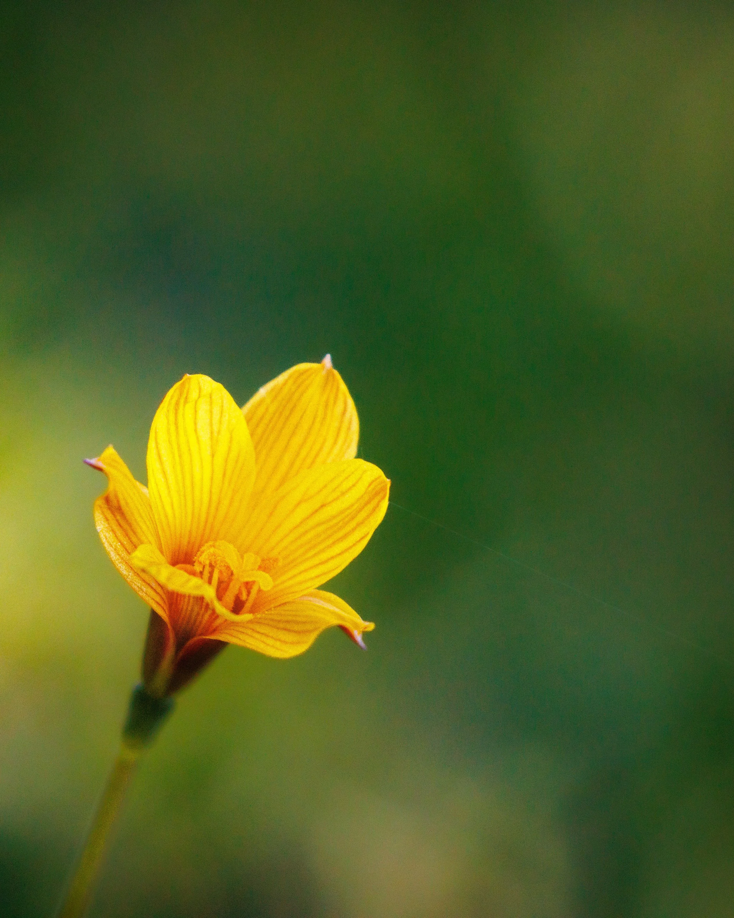 A close-up of a yellow flower with orange and red hues on its petals, set against a blurred green background.