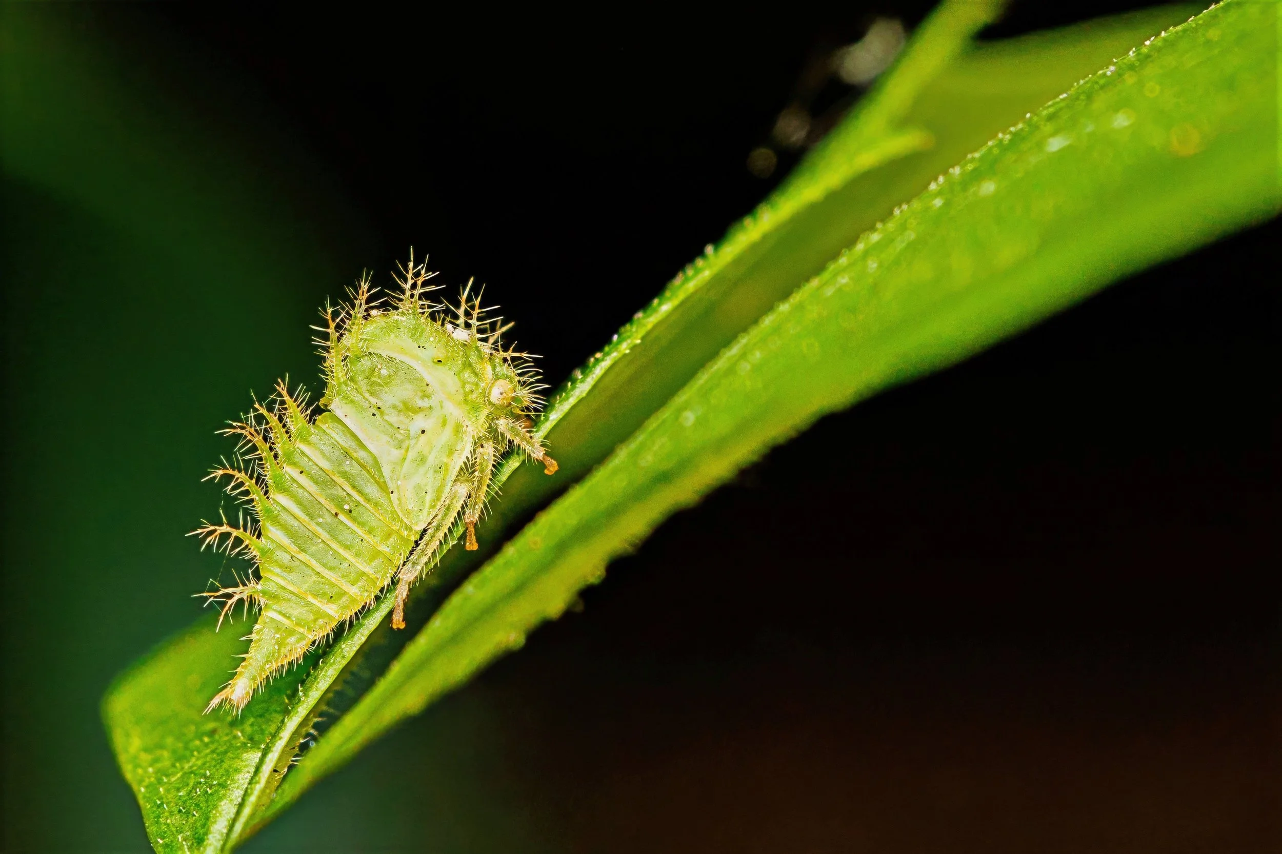 Close-up of a tree hopper nymph with spiky hair sitting on a green leaf with a dark background.