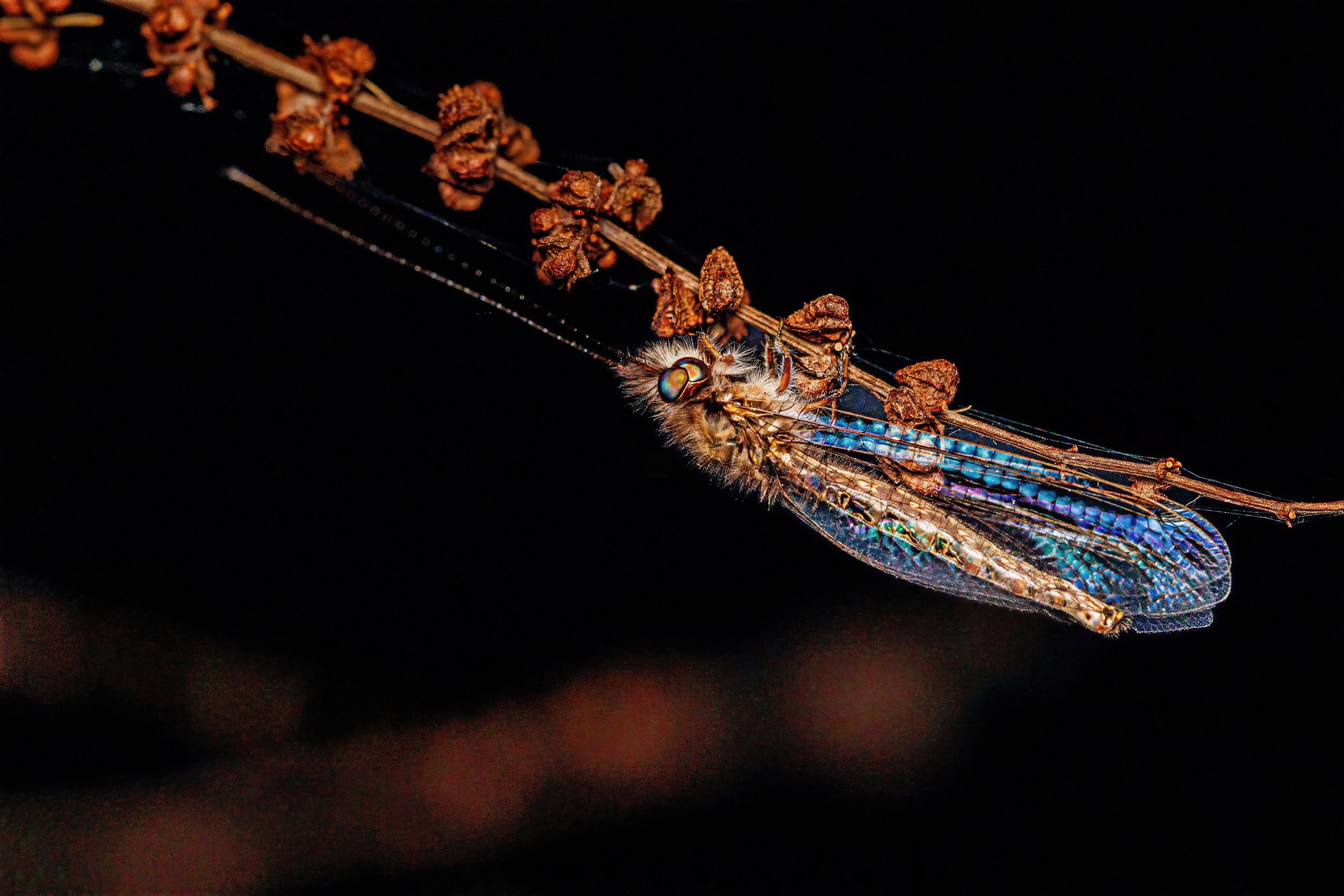 Close-up of a colorful Owlfly perched on a dried plant stem against a black background.
