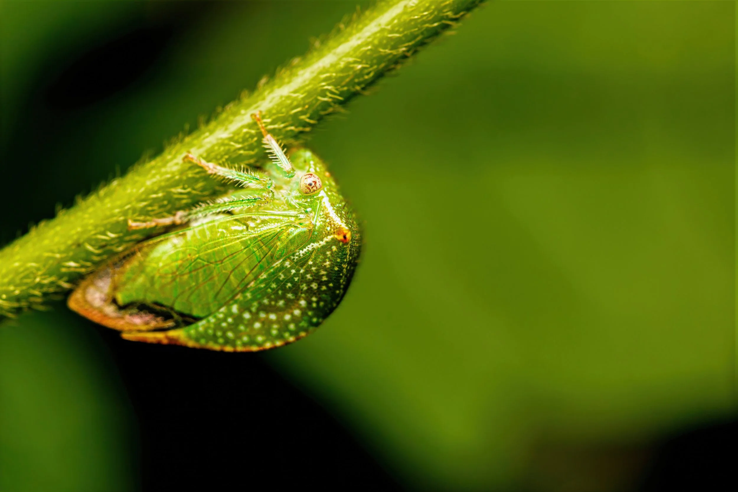 A close-up photograph of a bright green buffalo treehopper clinging to a green plant stem, with intricate details of its exoskeleton and large compound eyes visible.