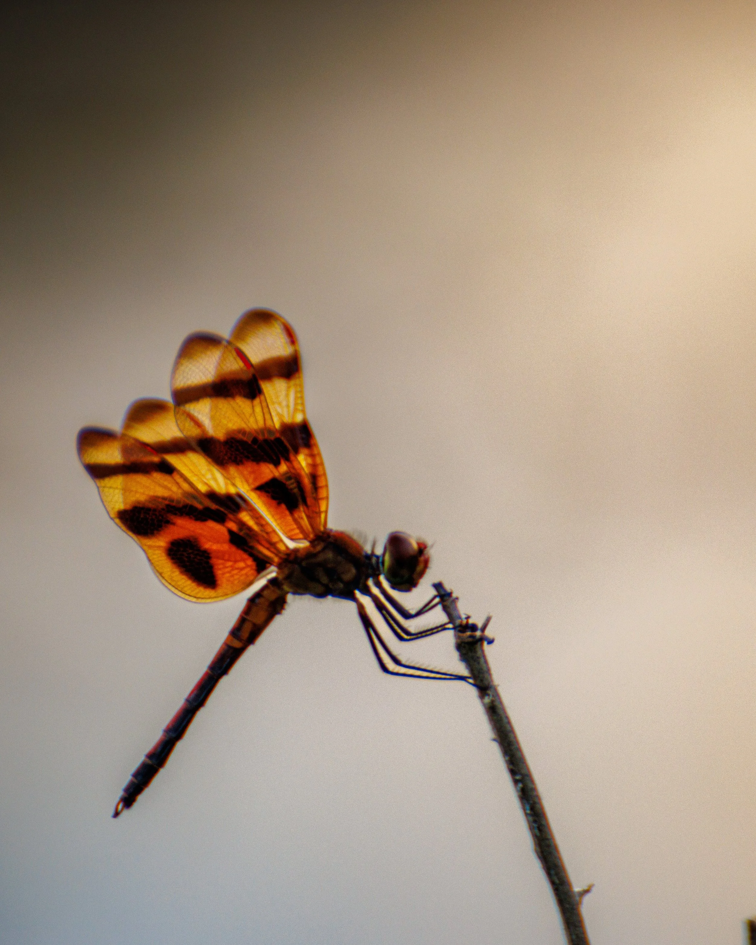 Close-up of a Halloween Pennant Dragonfly perched on a thin branch against a blurred background.