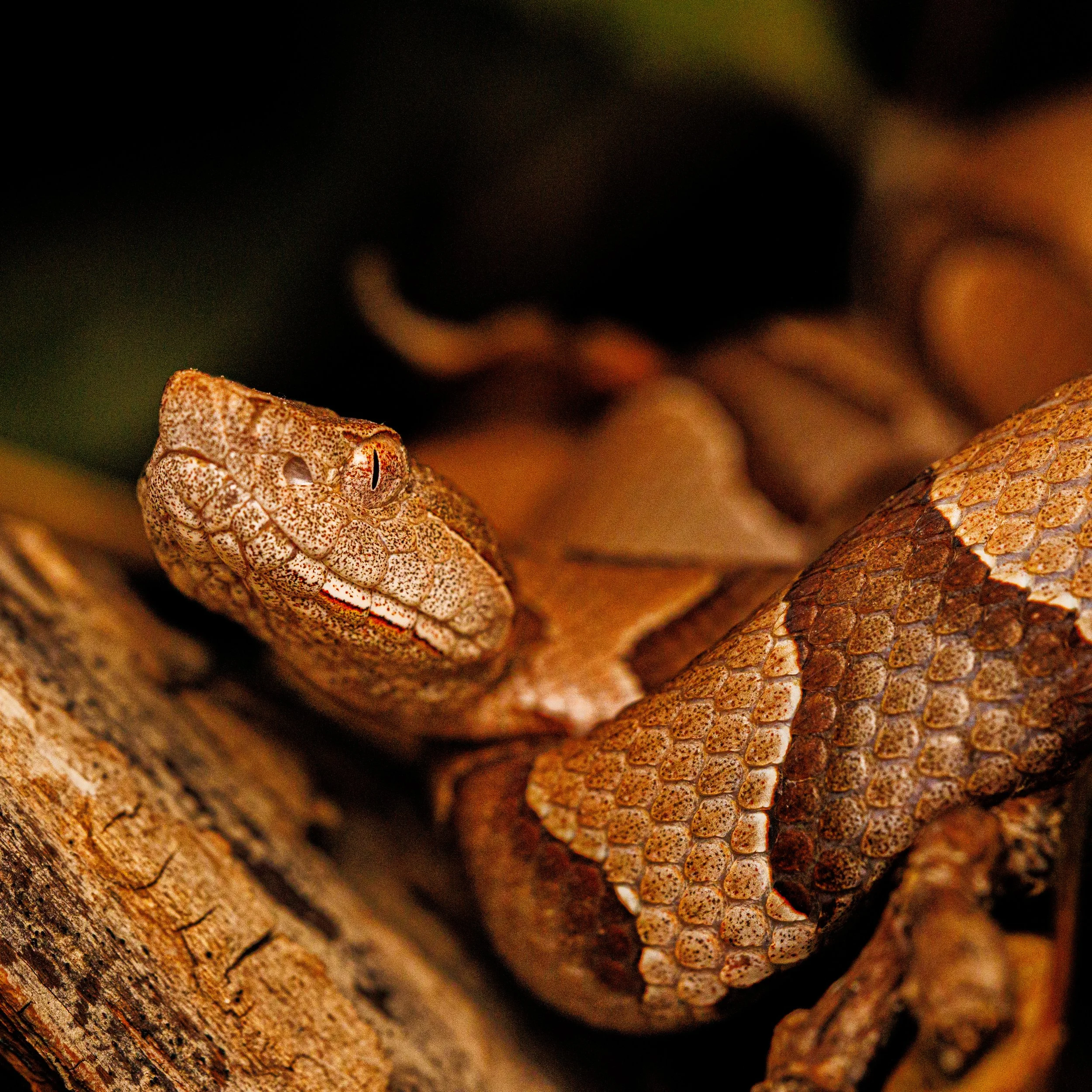 Close-up of a copperhead snake resting on a tree branch, showing its textured brown and tan patterned scales.