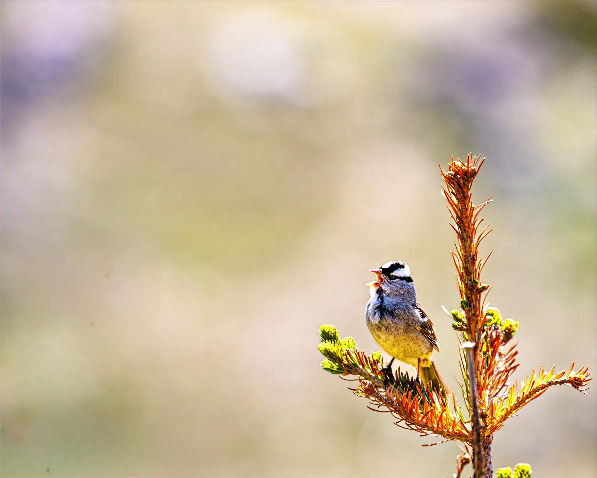 A White Crowned Sparrow, perched on a branch of a coniferous tree with a background of blurred natural landscape.