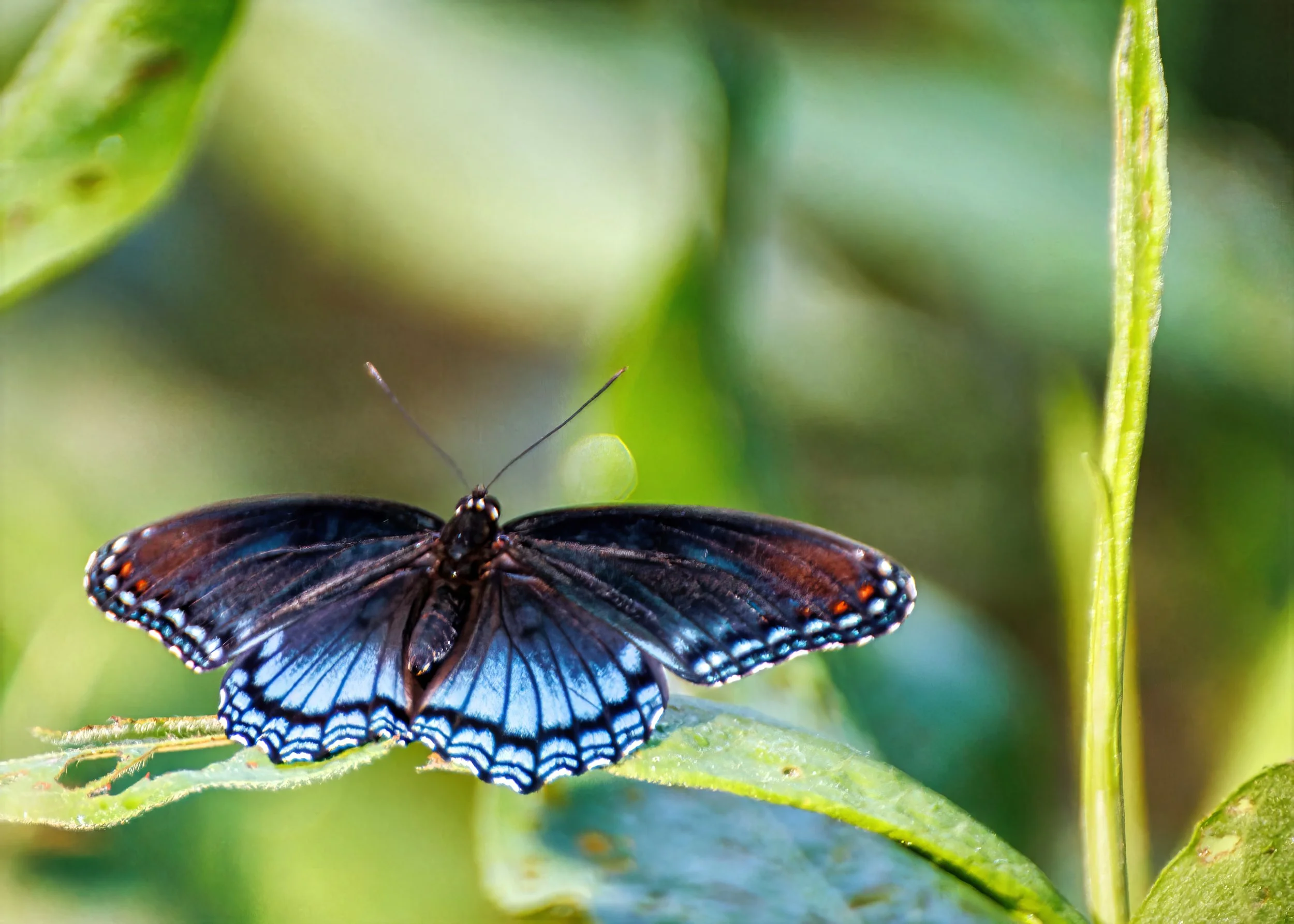 A Red-spotted Purple Butterfly with black, blue, and orange markings on its wings perched on a green leaf.