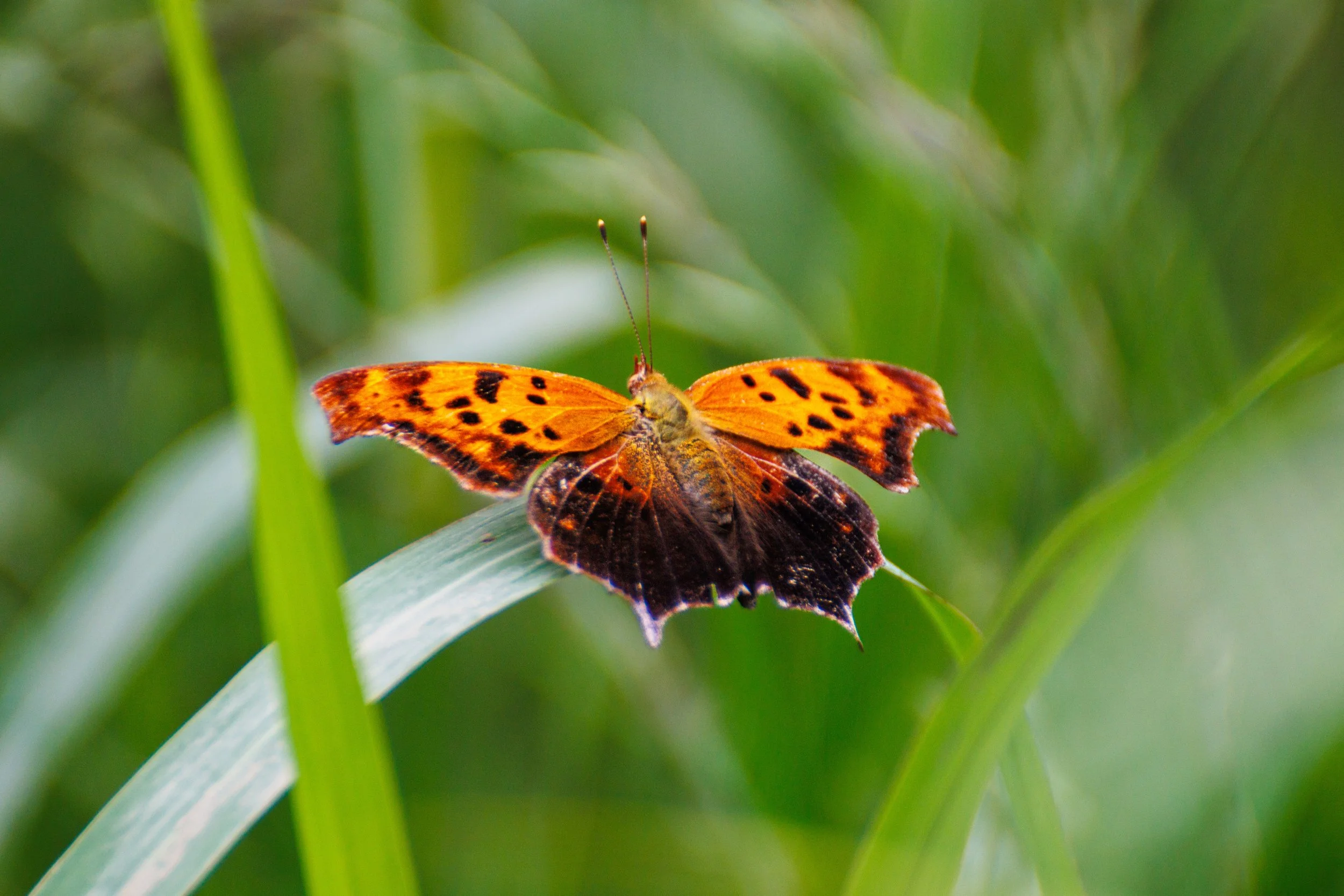 Orange and black butterfly perched on a green leaf amidst green foliage.