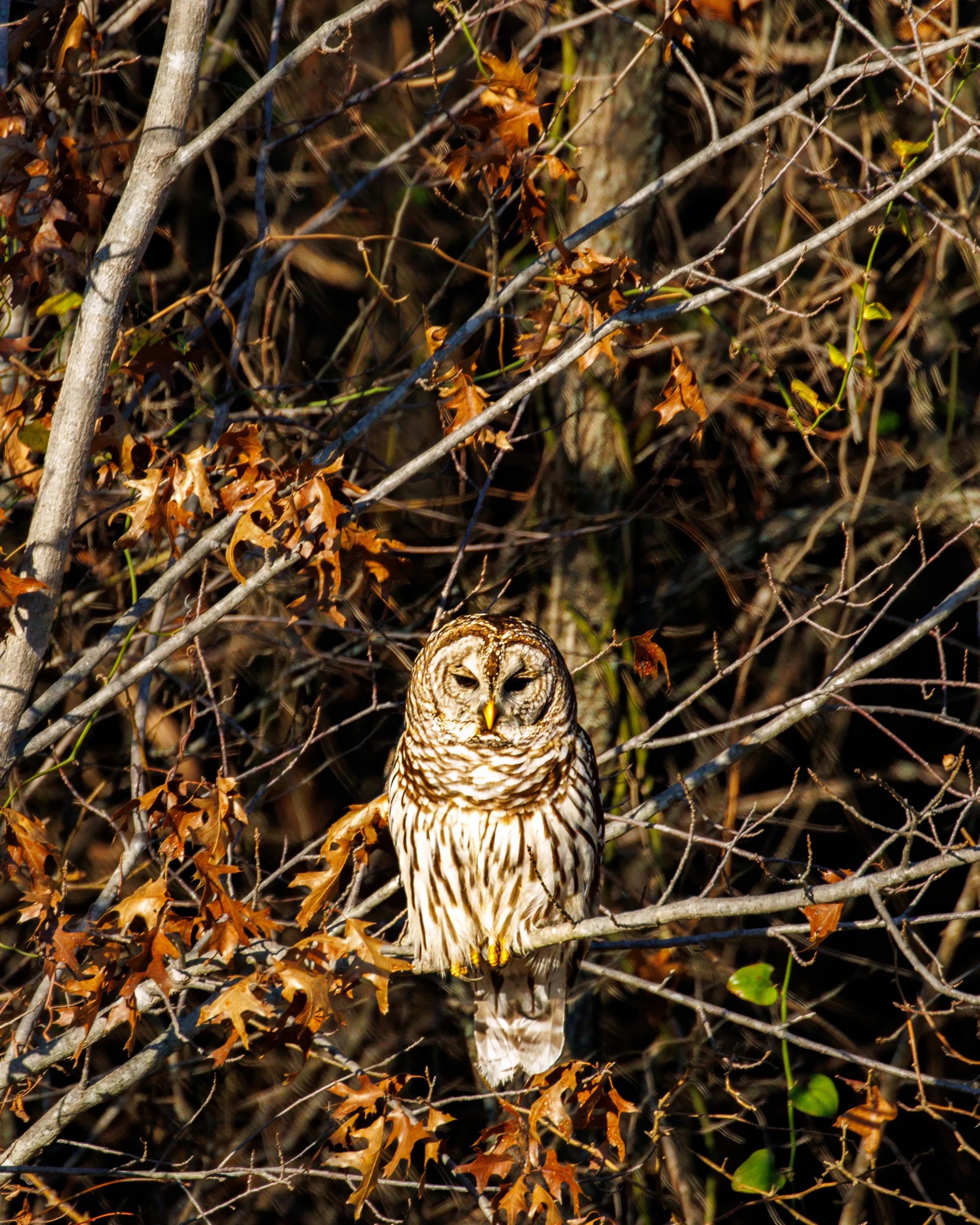 A barred owl perched on a branch surrounded by brown and orange autumn leaves and bare branches.