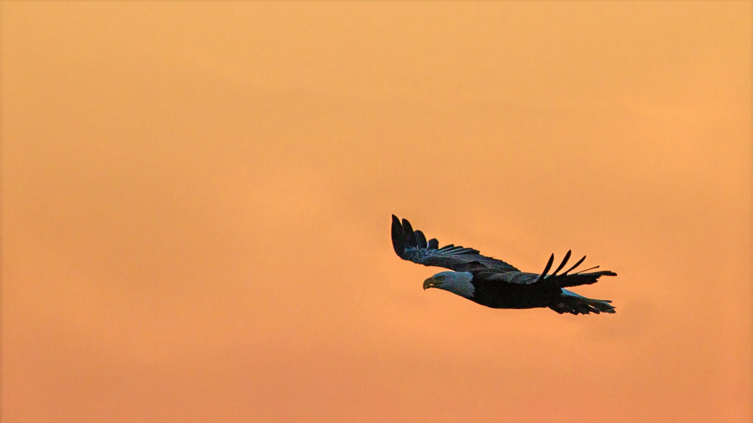 A bald eagle flying against a warm orange sunset sky.