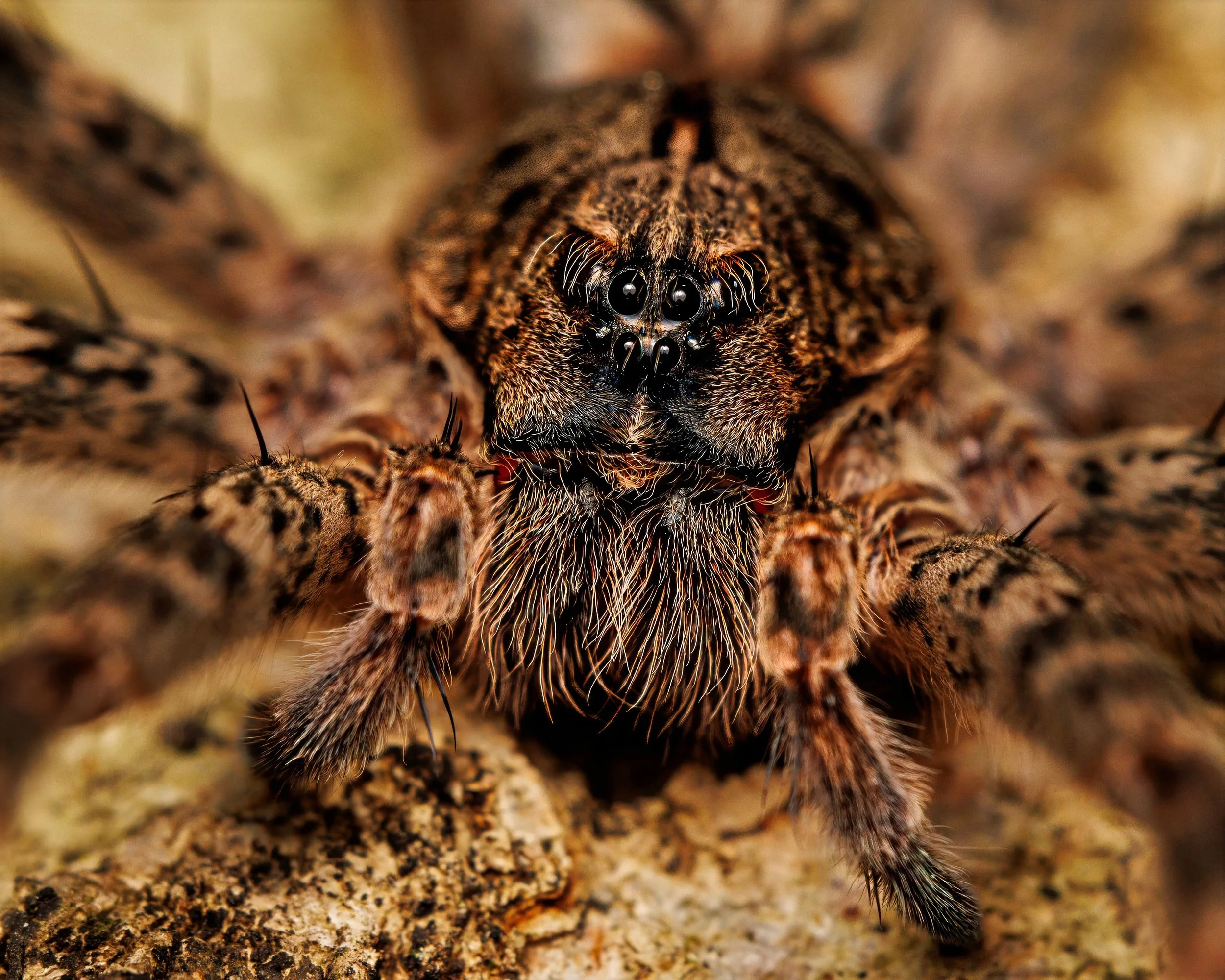 A close-up of a Dark Fishing Spider on a rock surface, showing its large eyes, hairy body, and detailed patterns.