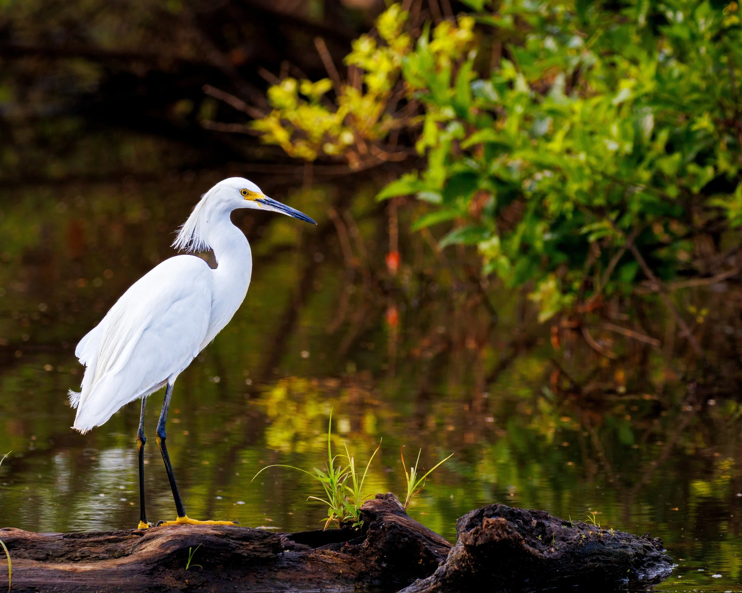 A Snowy Egret standing on a log in a pond, surrounded by green foliage.
