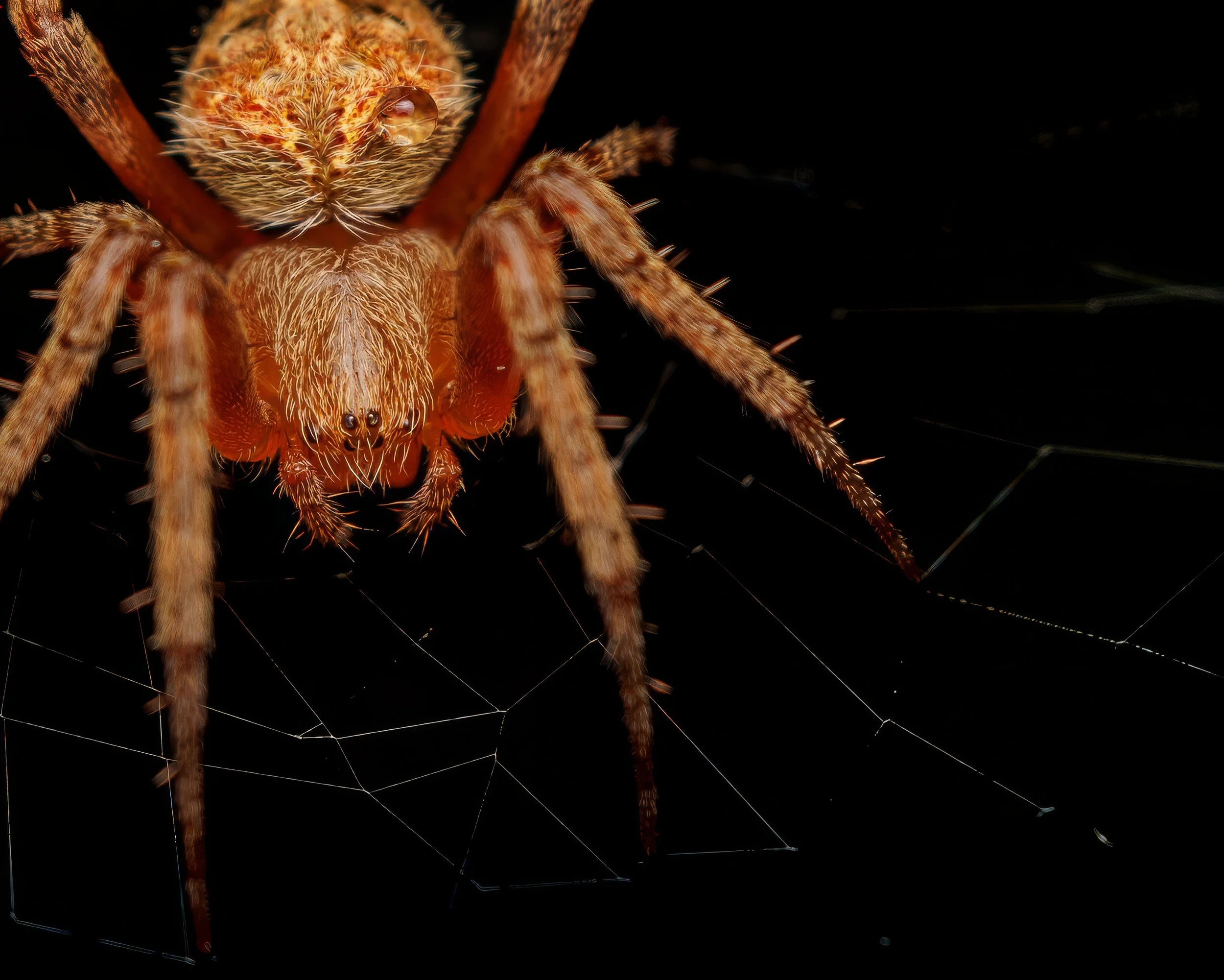 Close-up of a spider sitting on its web, with a drop of water on its face, against a dark background.