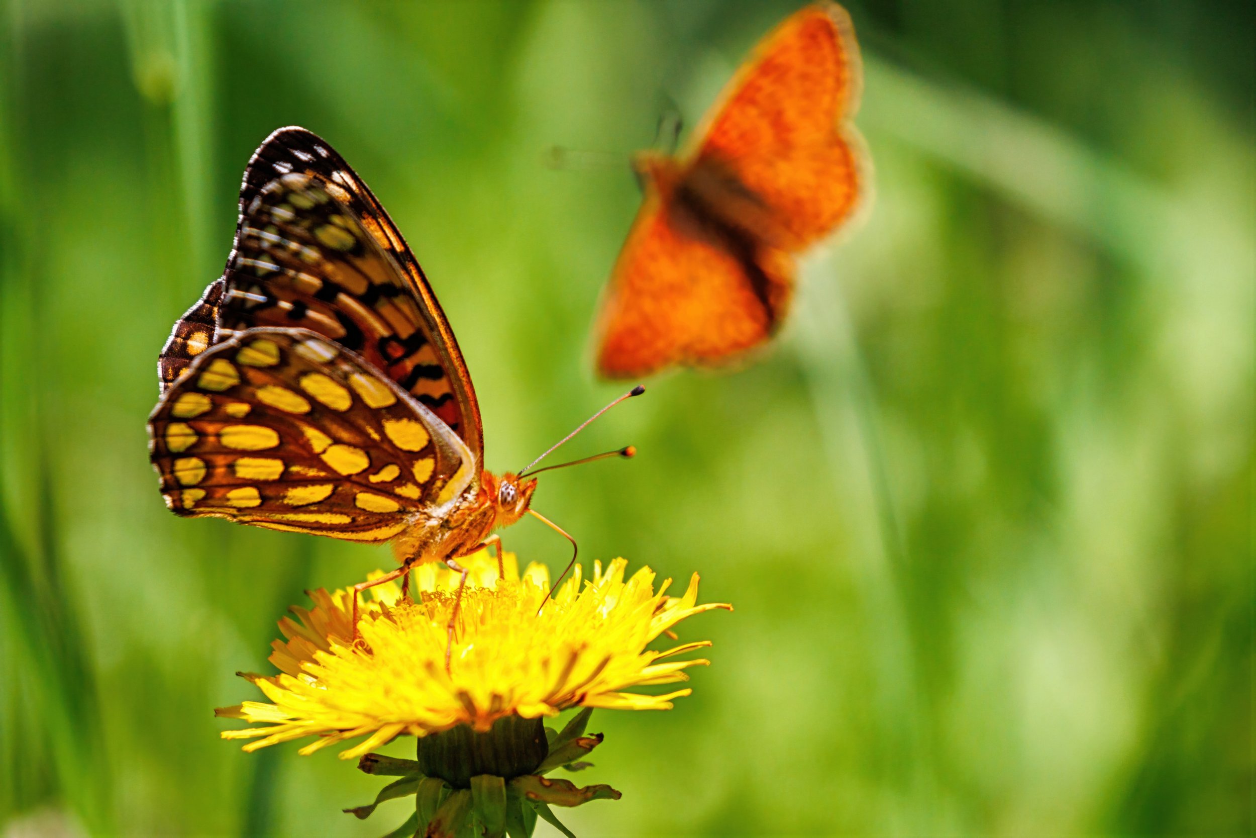 Close-up of a butterfly with orange and black wings sitting on a yellow flower, with another orange butterfly flying in the background, all set against a green blurred background.