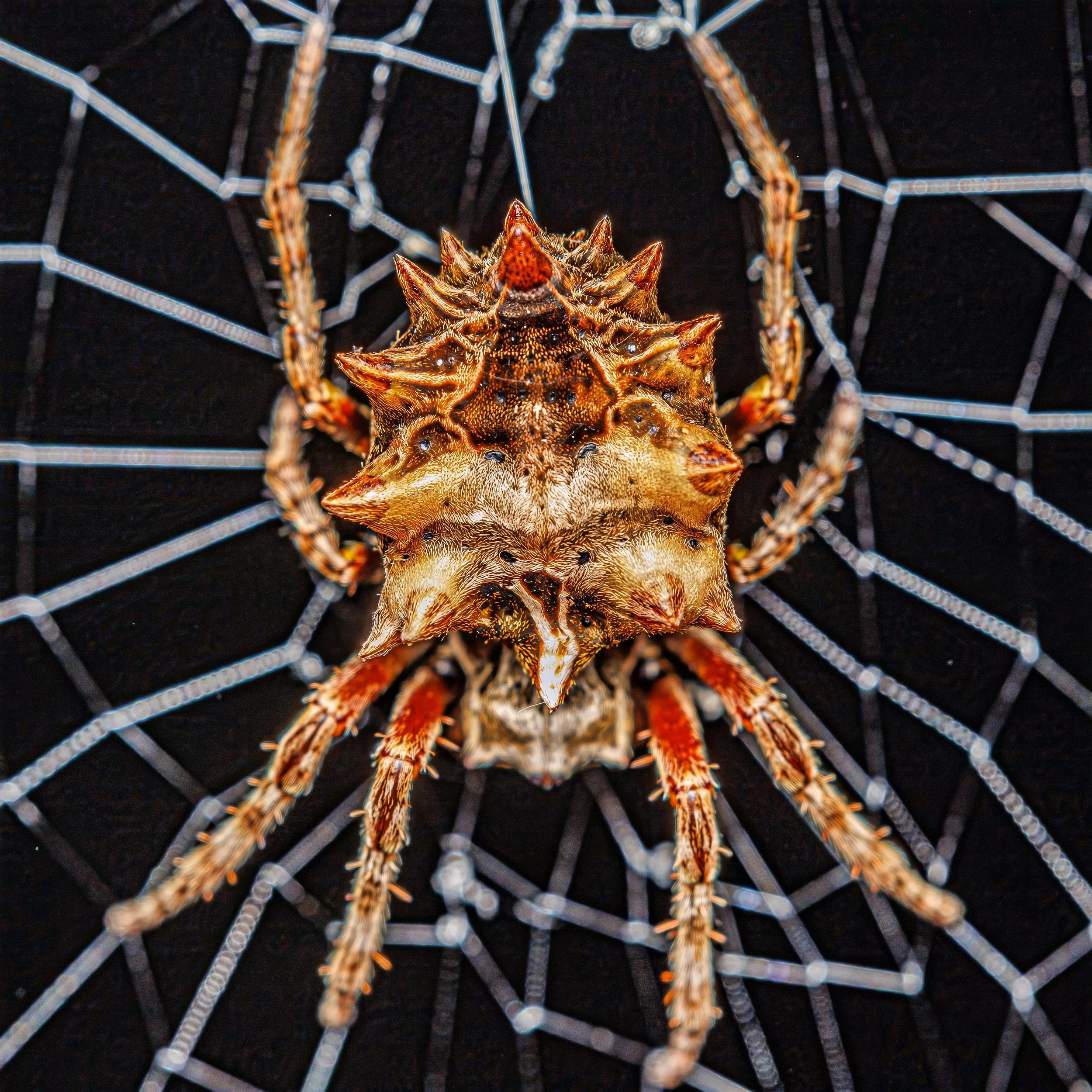 A close-up of a spider with a spiky, textured body situated on its web against a black background.