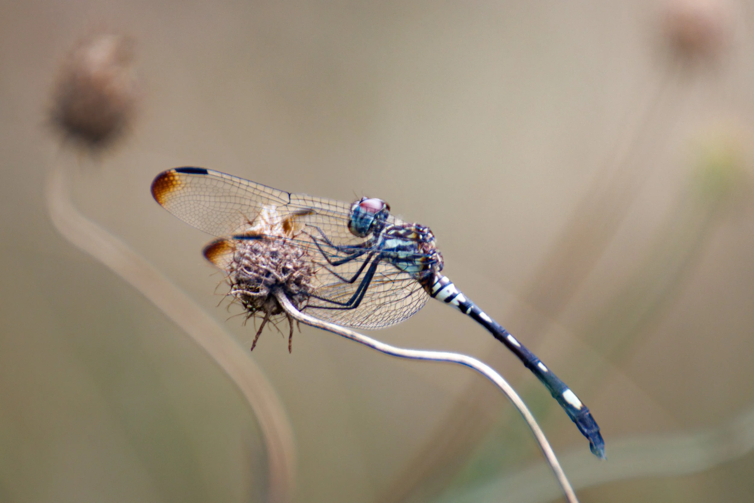 Close-up of a dragonfly perched on a dried plant stem with a blurred background.