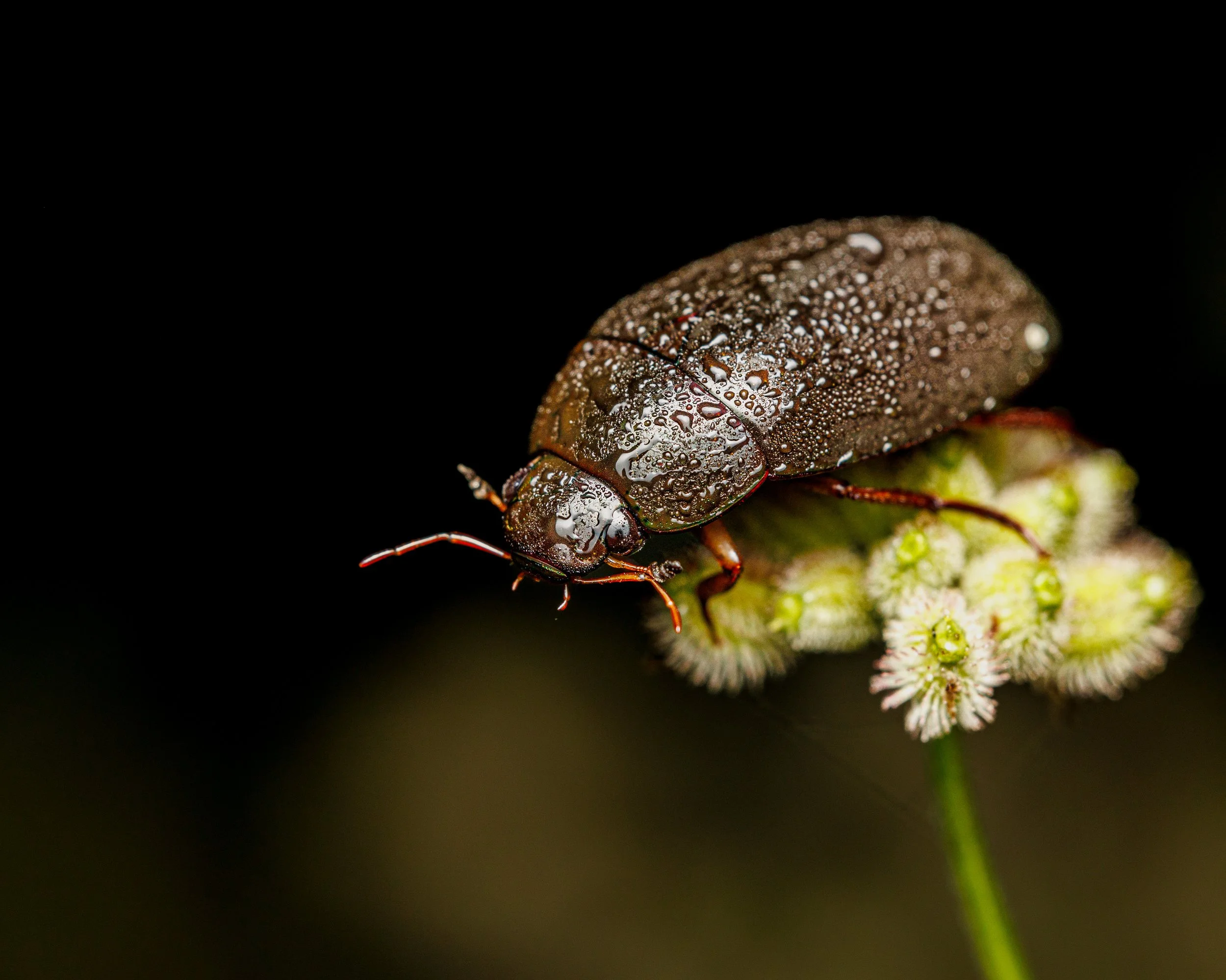 Close-up of a beetle covered in water droplets perched on a green plant with small fuzzy white and green buds against a black background.